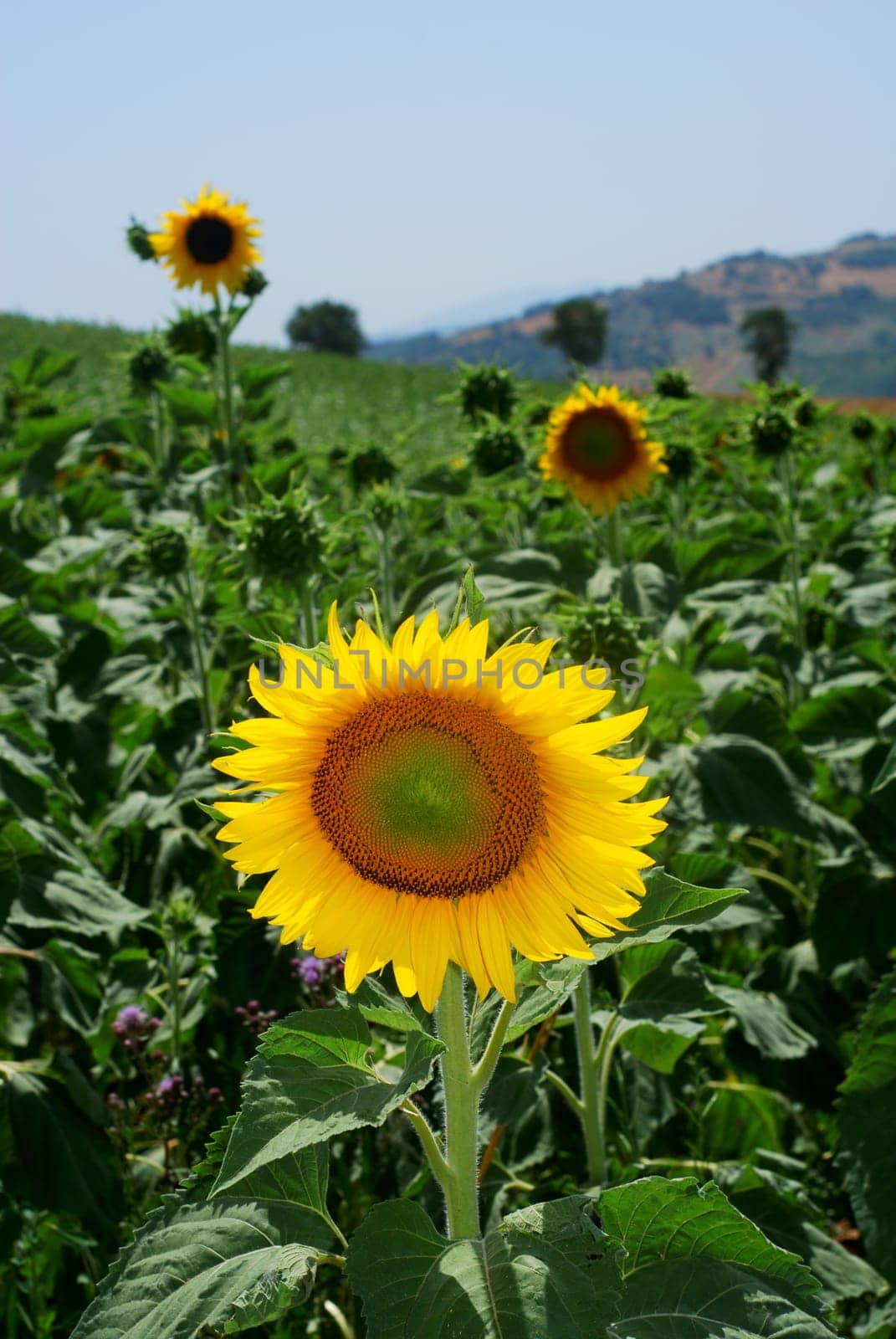Sunflowers in a field in center Italy