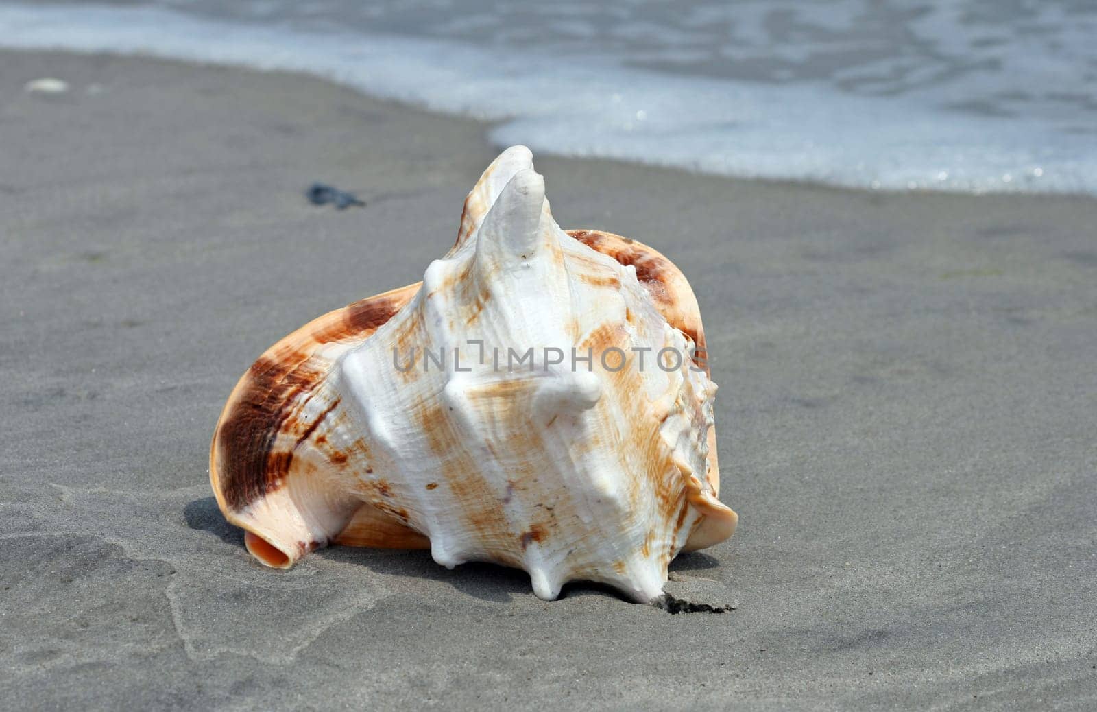 A beautiful giant seashell at a beach