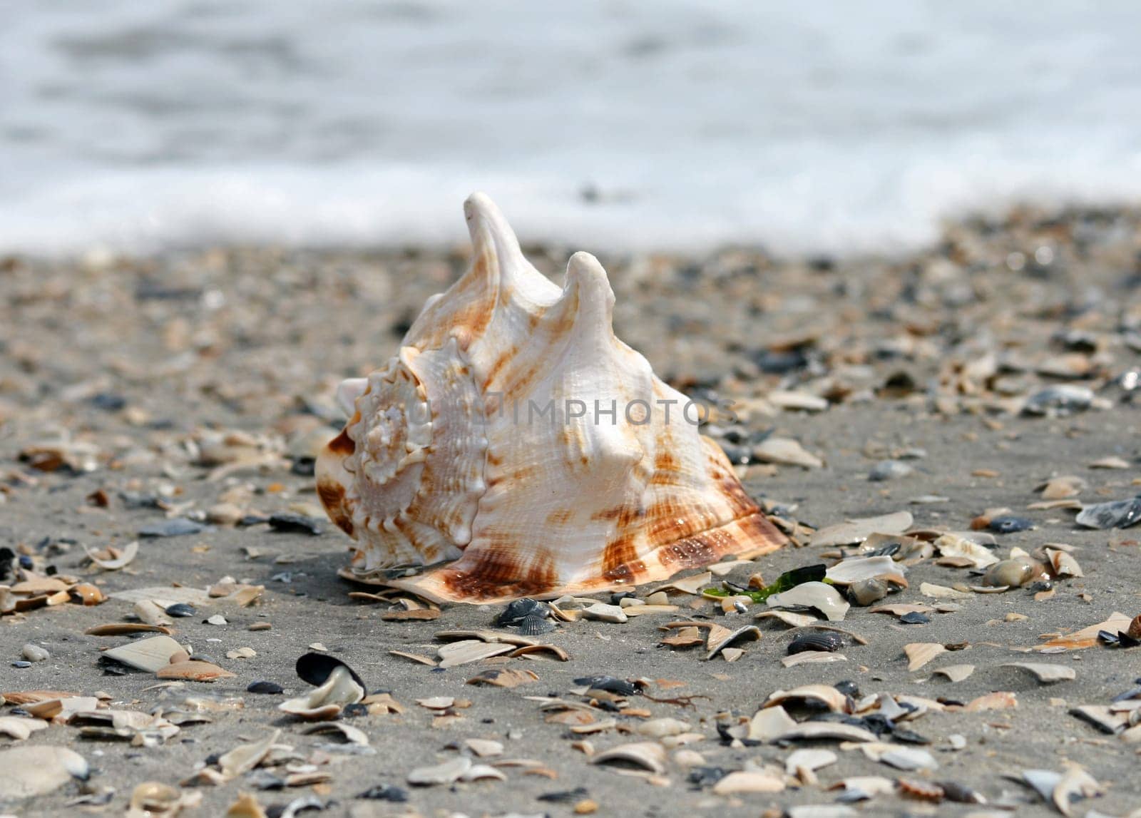 A beautiful giant sea shell at a beach