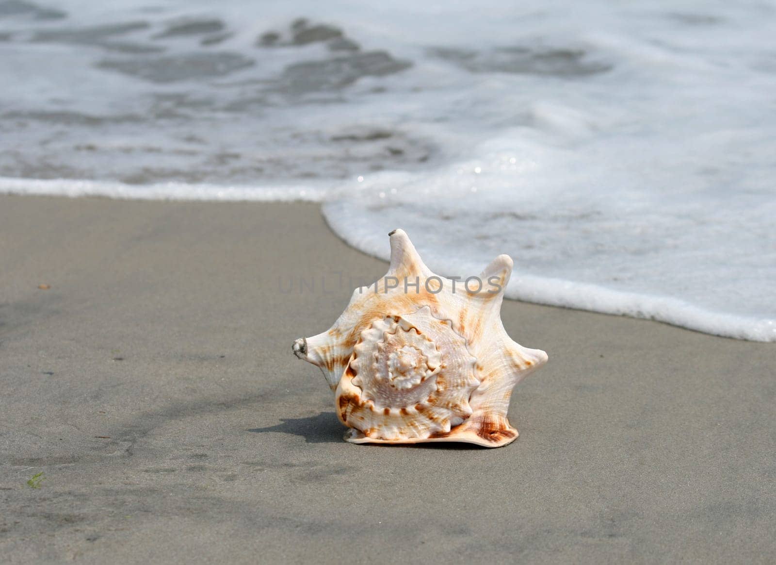 A beautiful giant sea shell at a beach