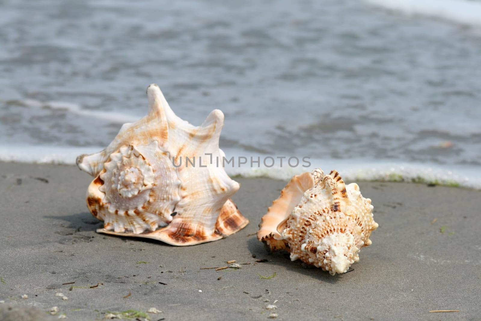 beautiful giant sea shells at a beach