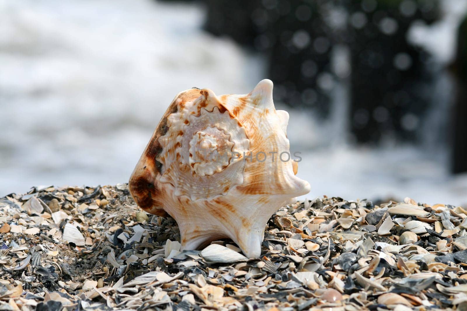 A beautiful giant sea shell at a beach