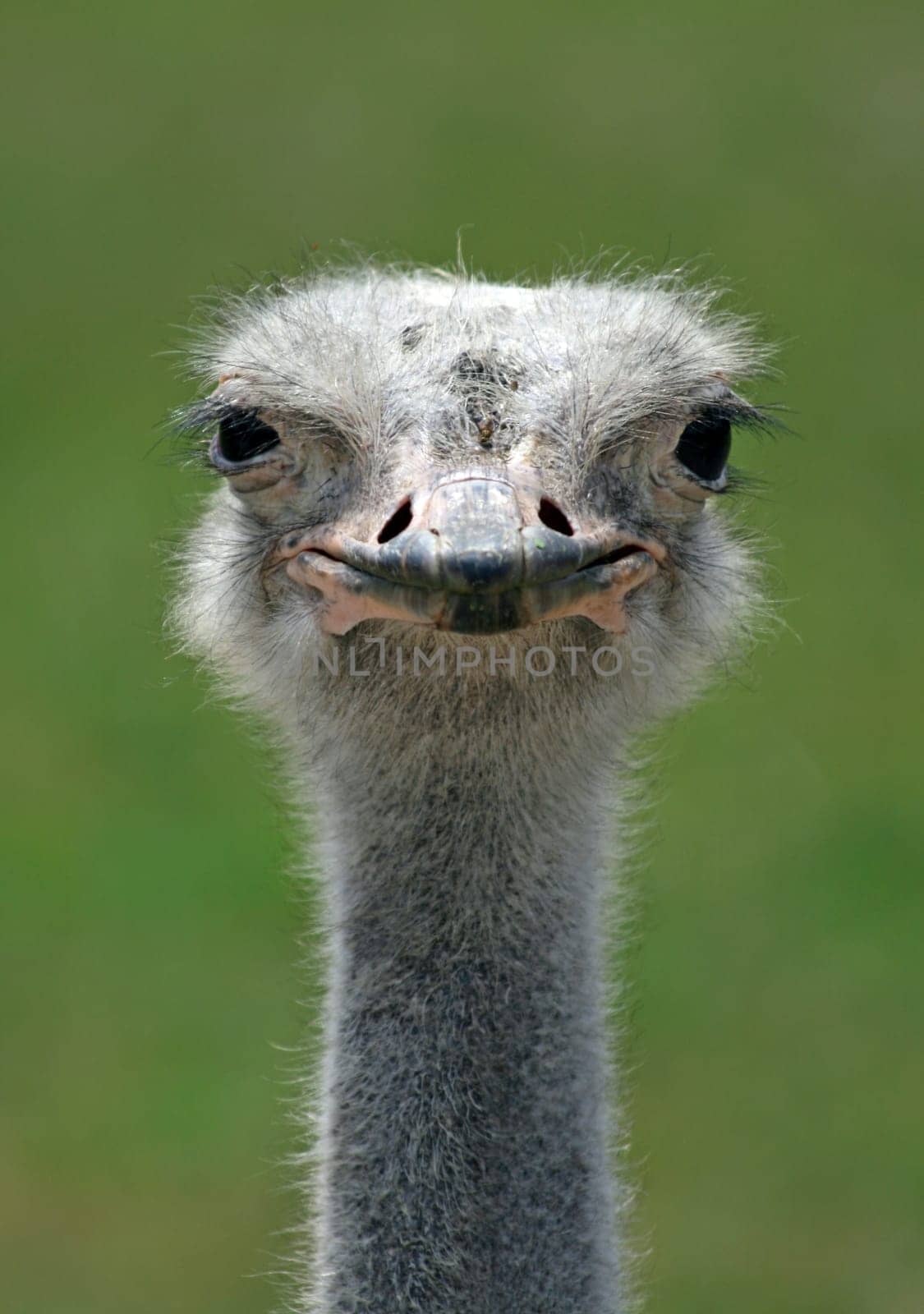 A head close-up of a crane