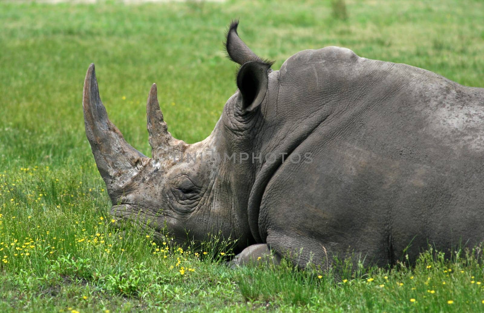 a rhino is sleeping in a zoo.