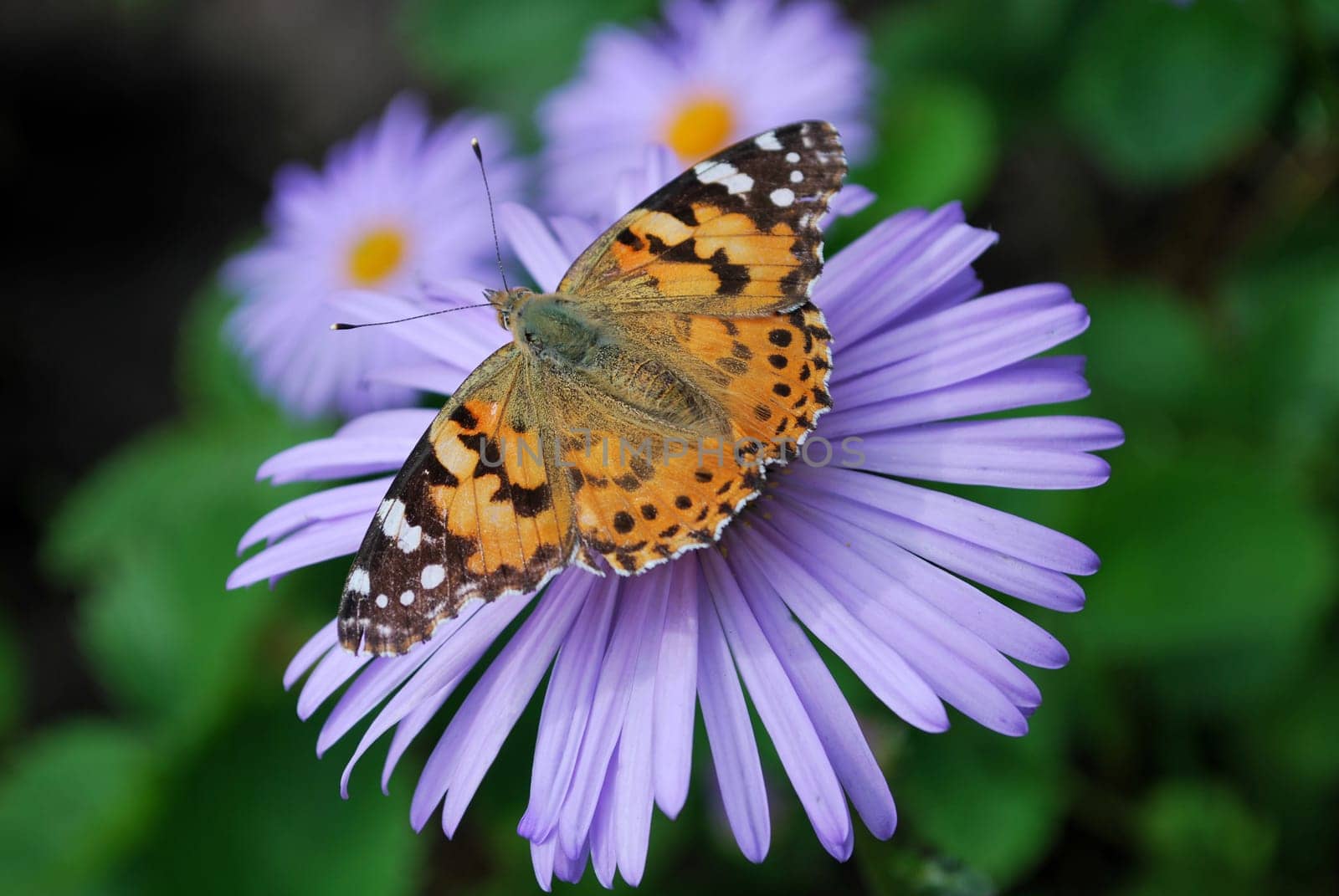 butterfly on sapphirine flower close up