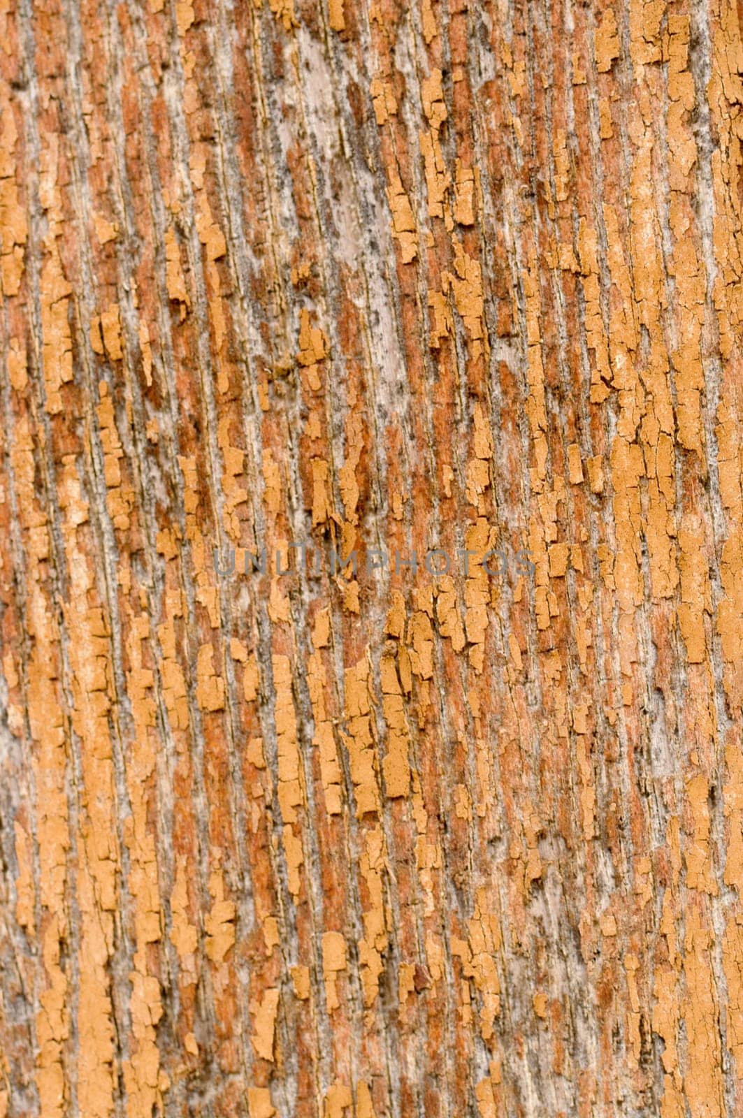 great background texture of old grungy wood