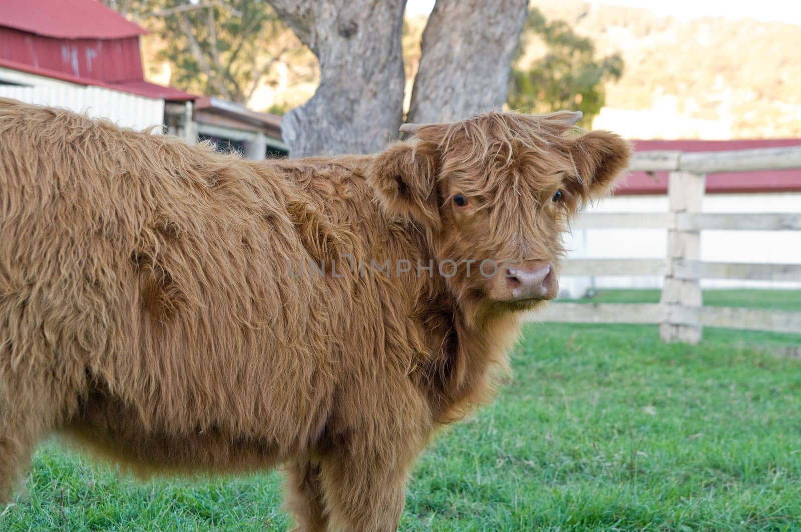 image of young pedigree scottish highland cow on the farm