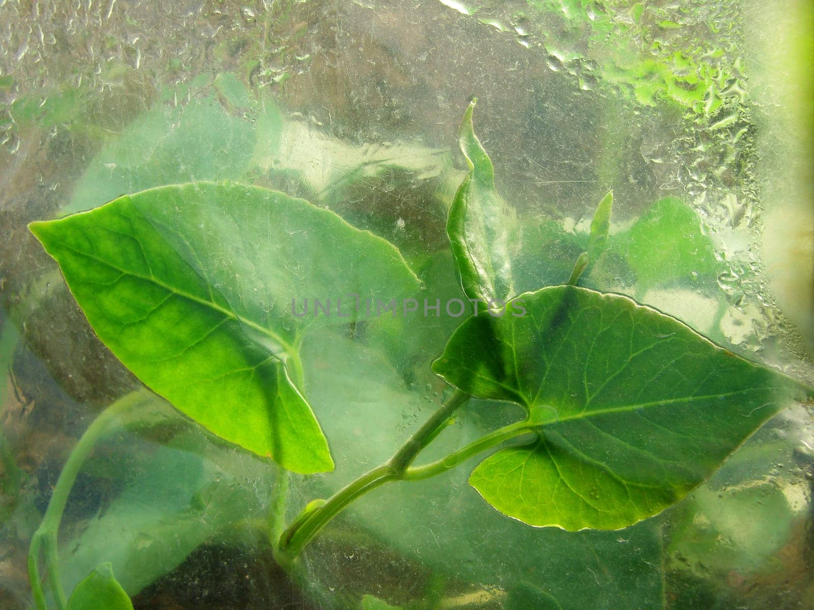 green leaves closeup fragment back of the greenhouses polyethylene film