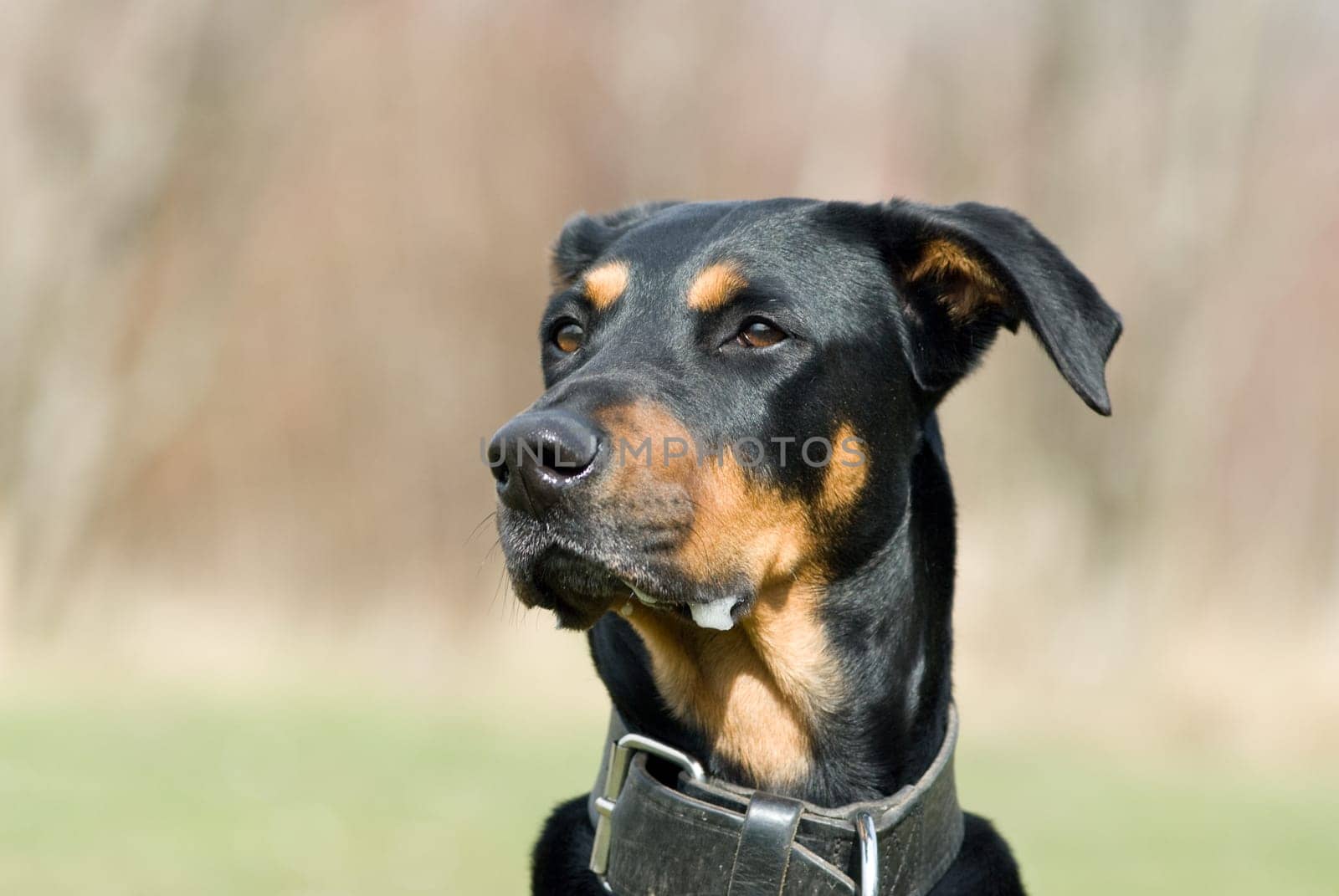 a portrait of a black doberman looking advertant on something distant
