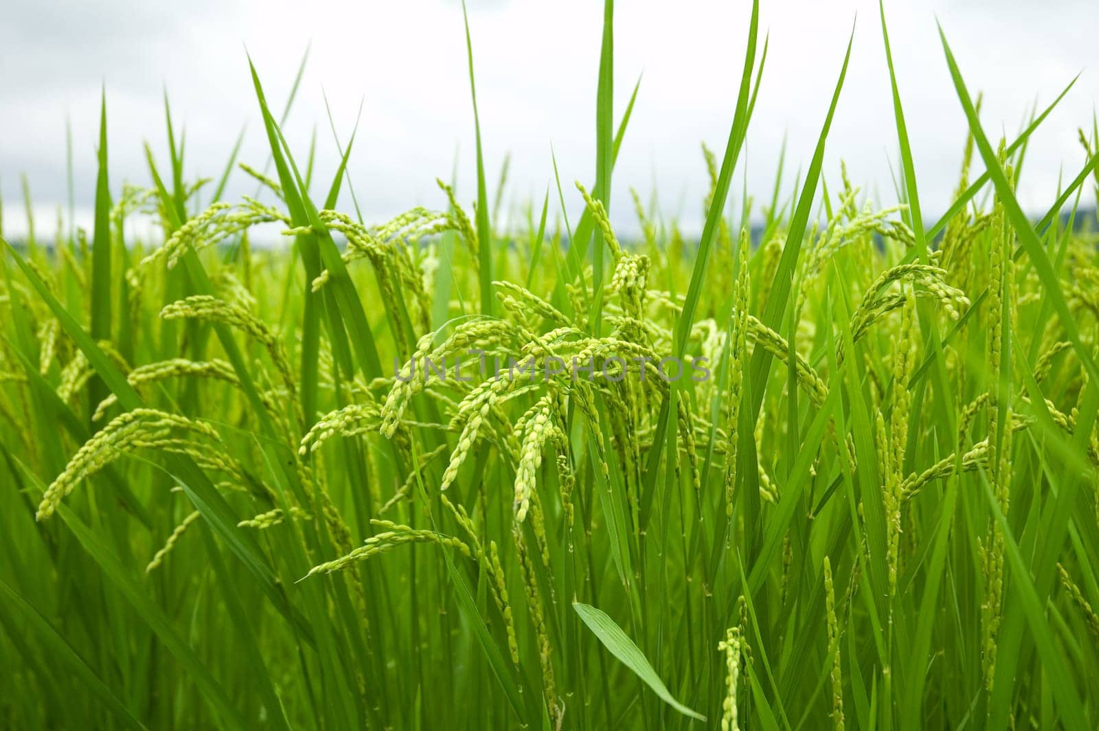 Green rice field in japan