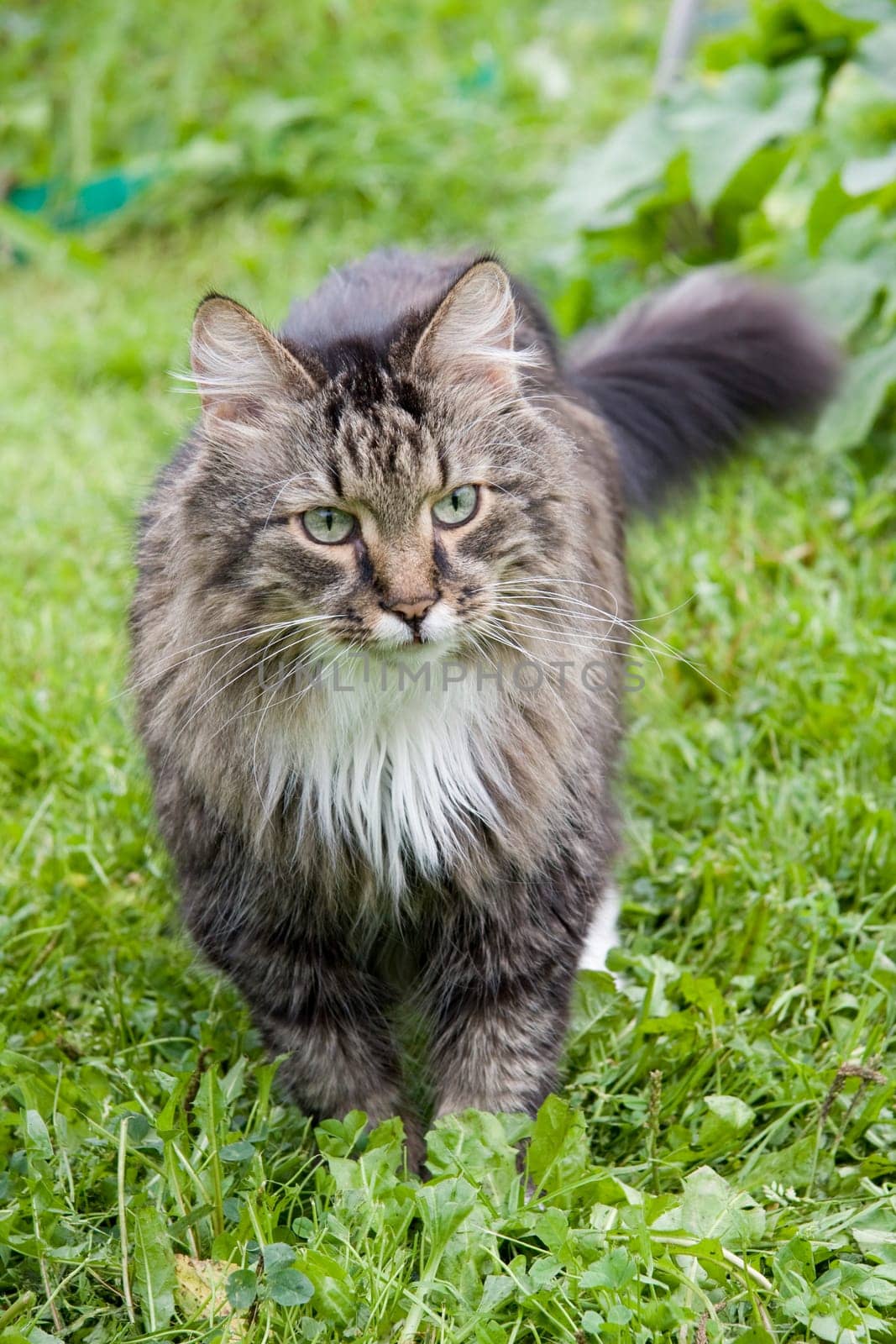 The cat is walking on the grass.