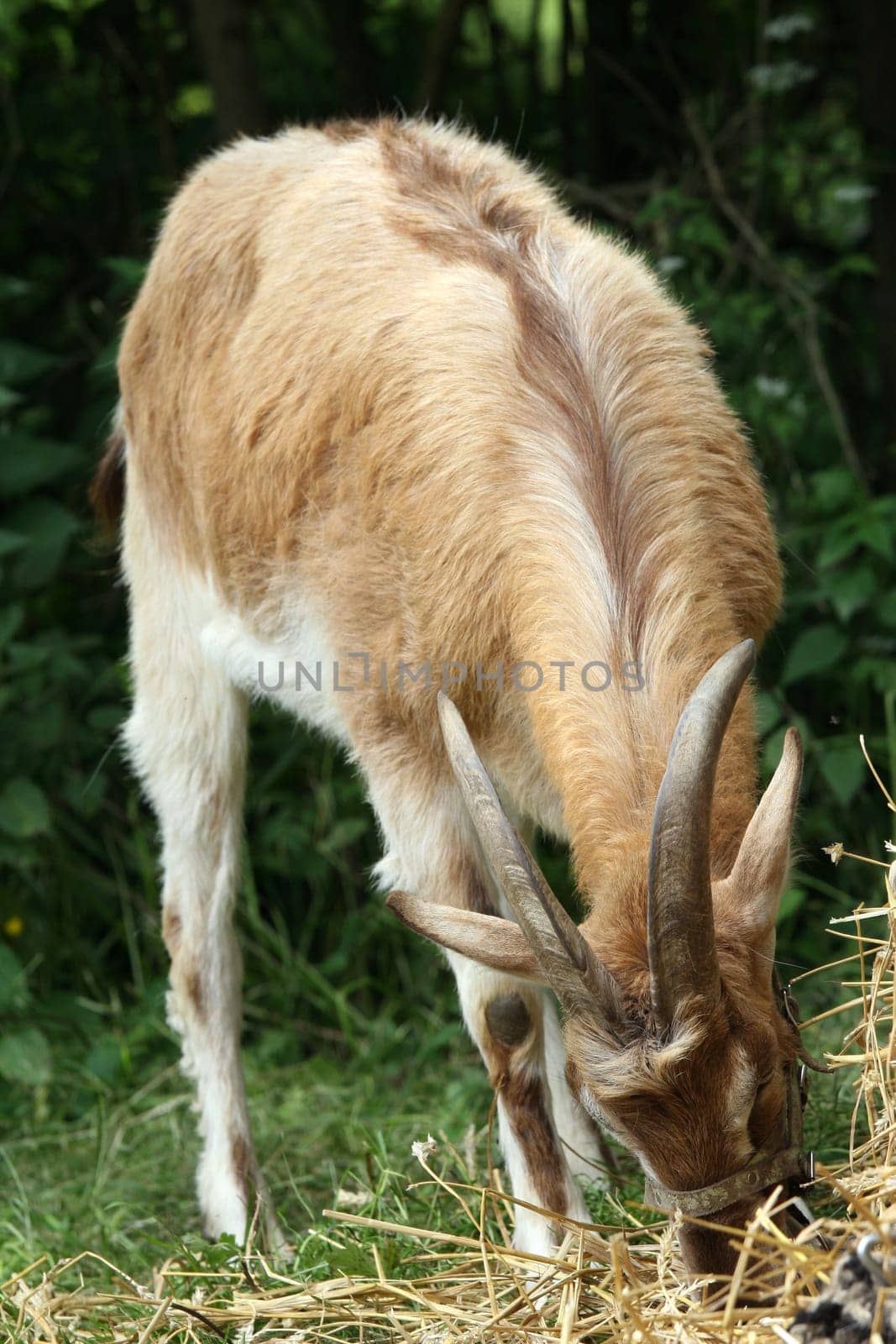goat eating grass in the barn