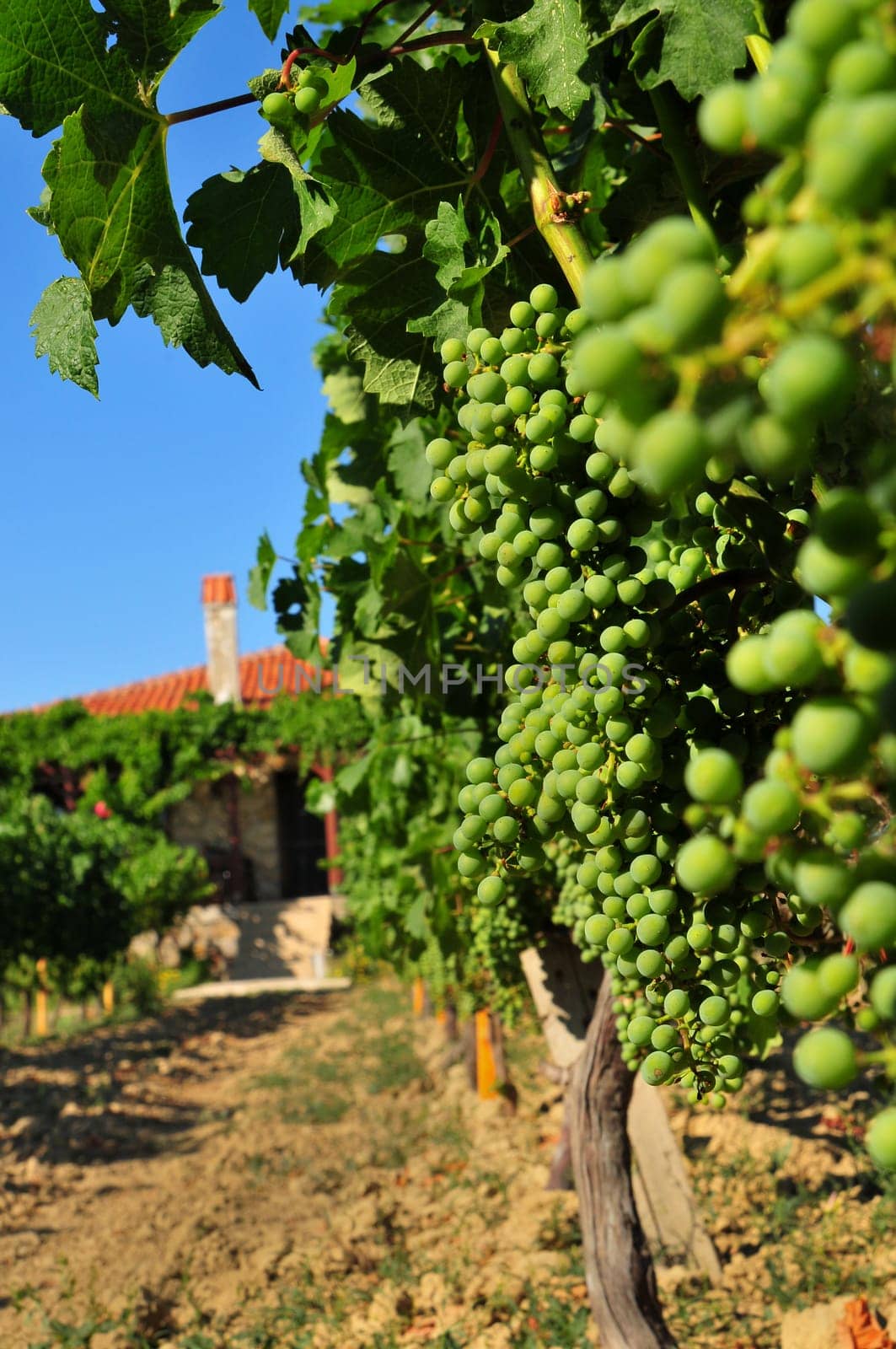 vineyard green grape field and house vertical