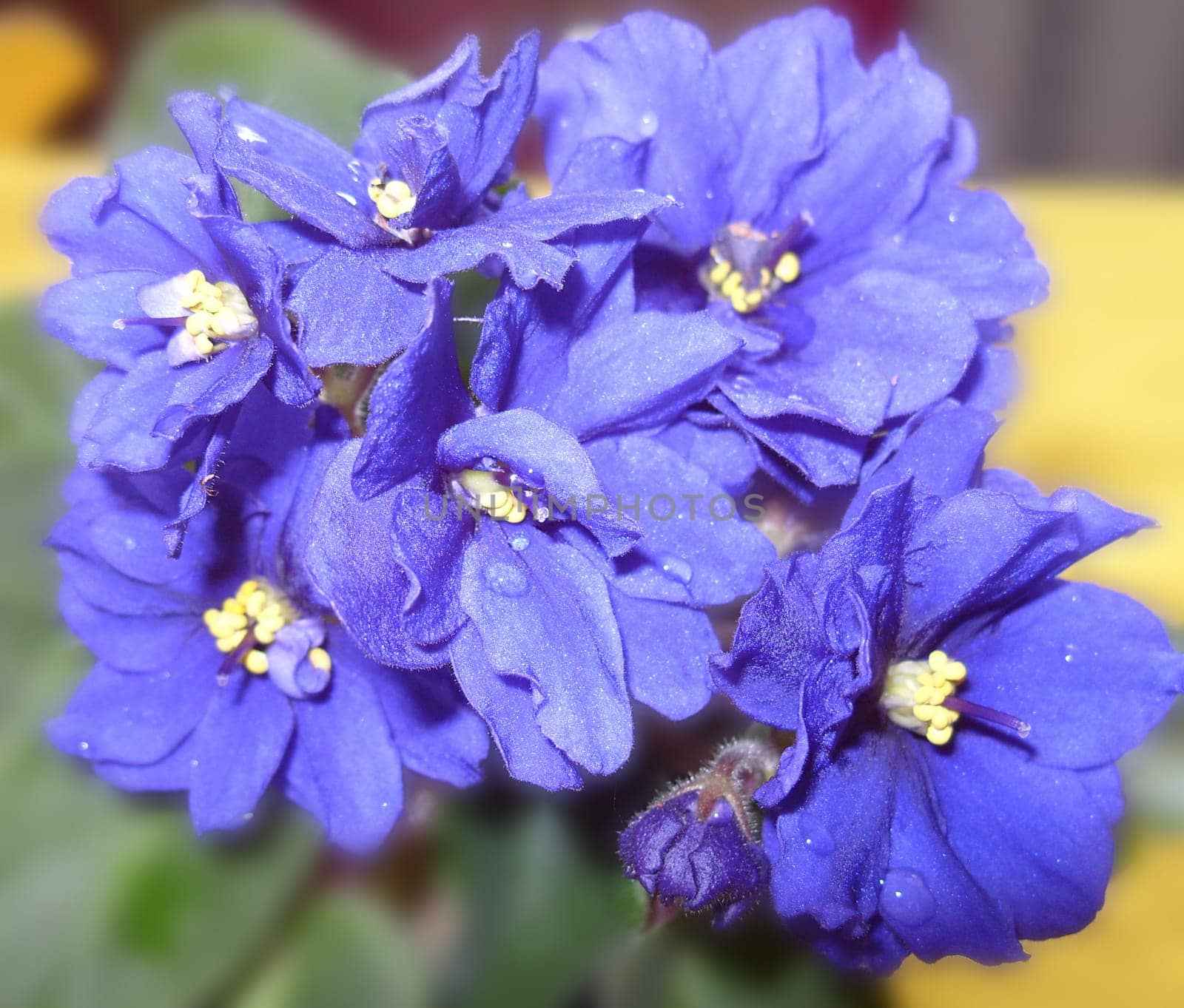 blue violets on background green sheet