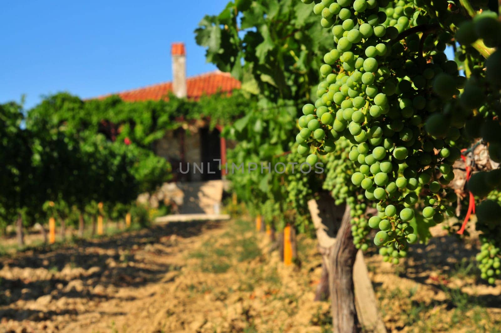 vineyard green grape field and house