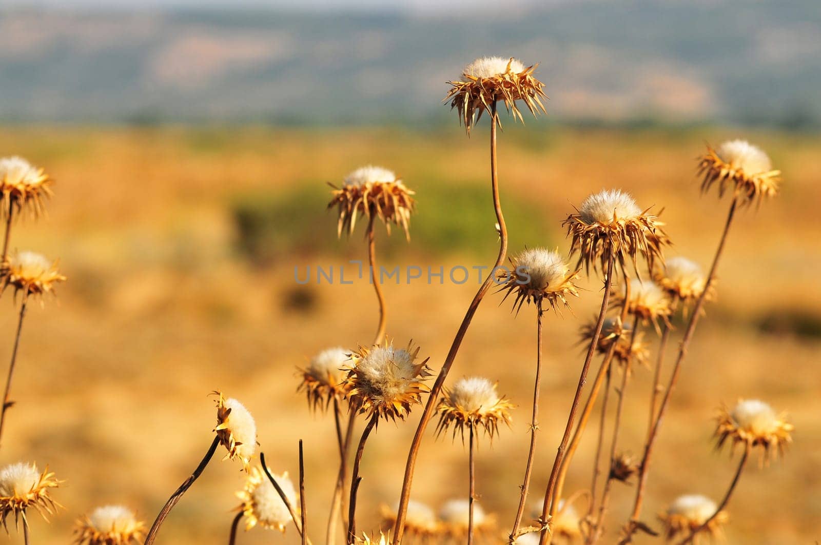 Cotton crop field