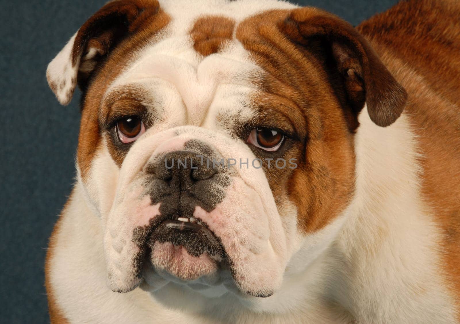 english bulldog female - red brindle and white - purebred champion