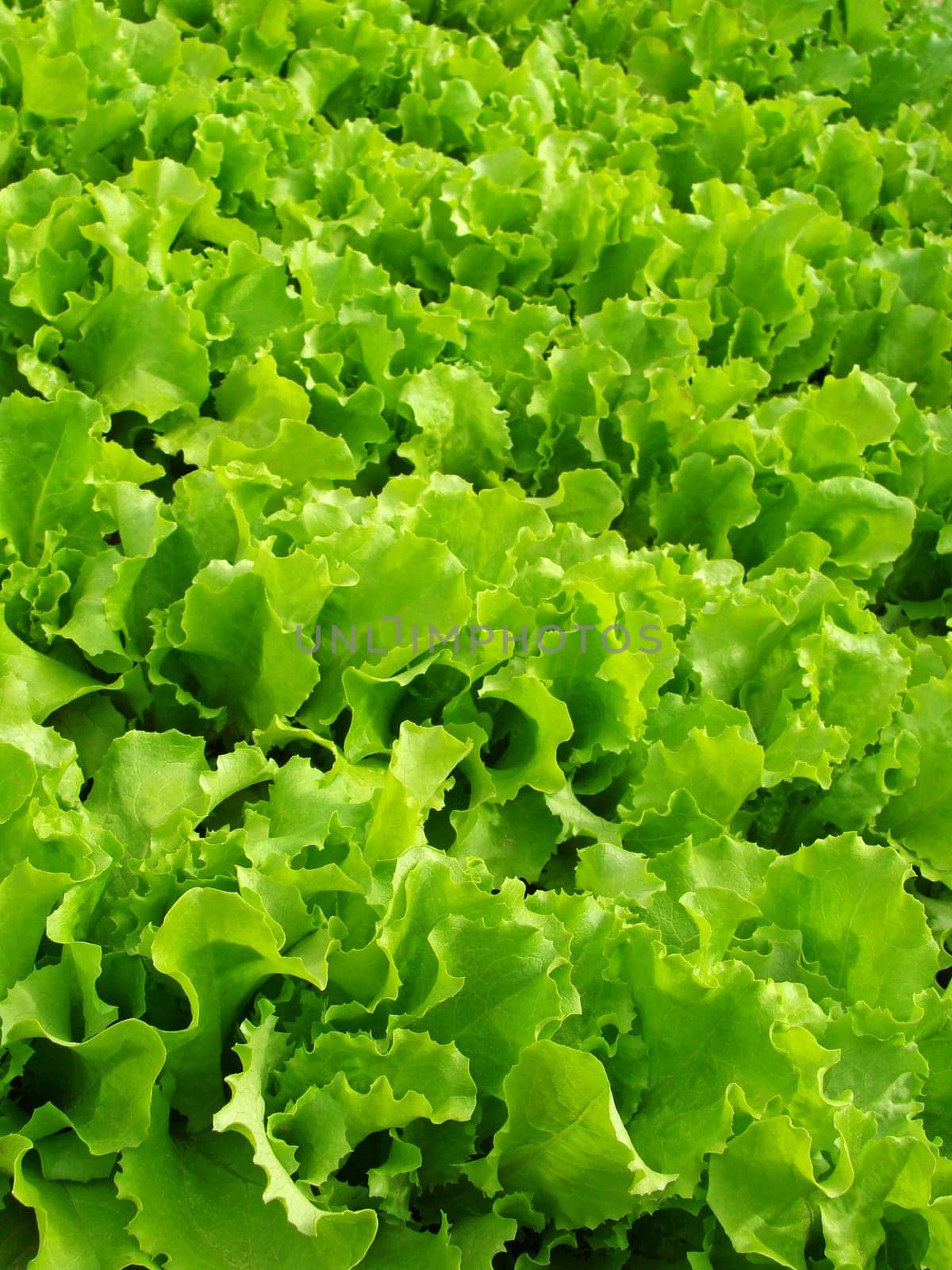 lettuce leaves growing on the vegetable bed