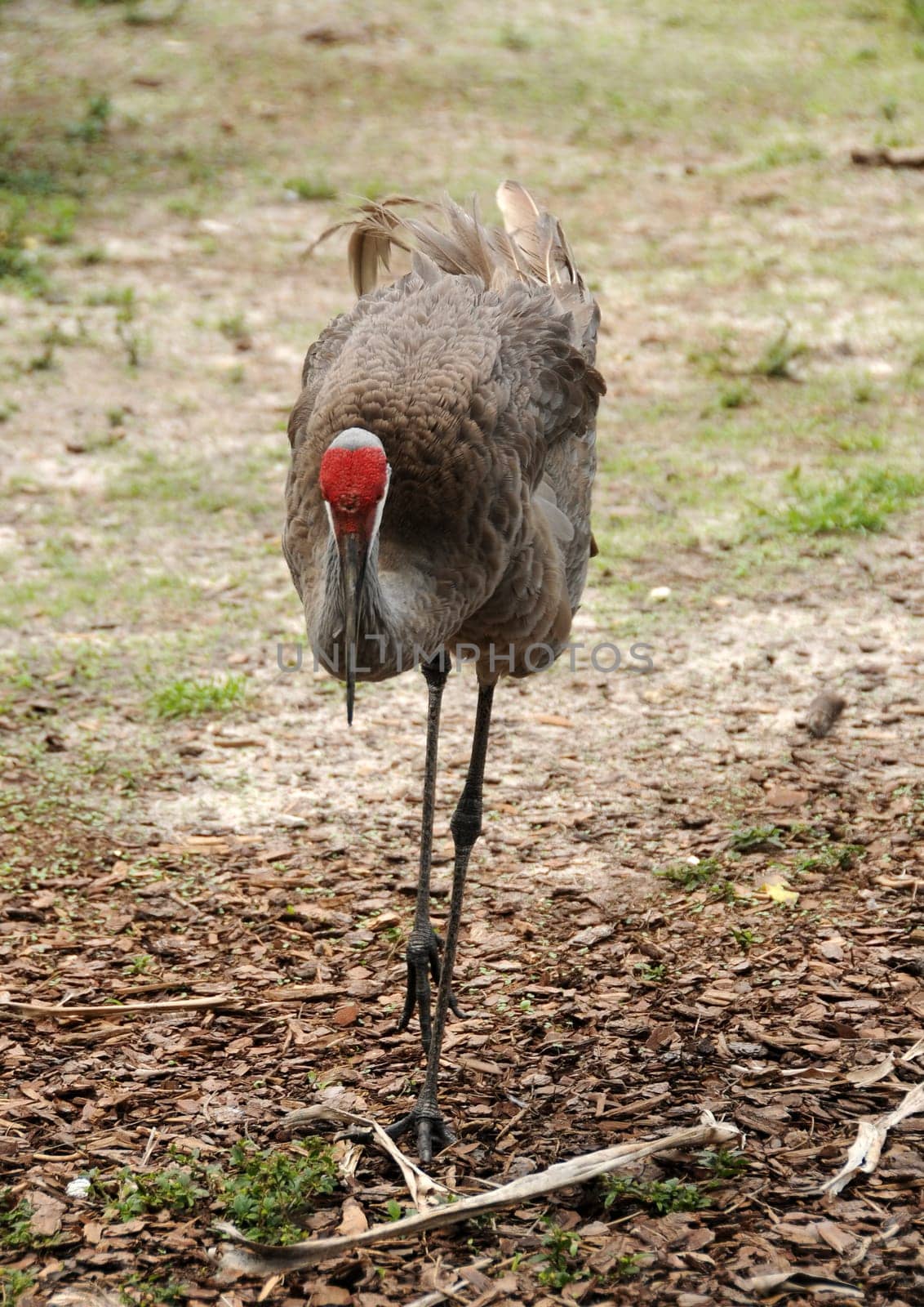 Sandhill crane commonly seen in Florida