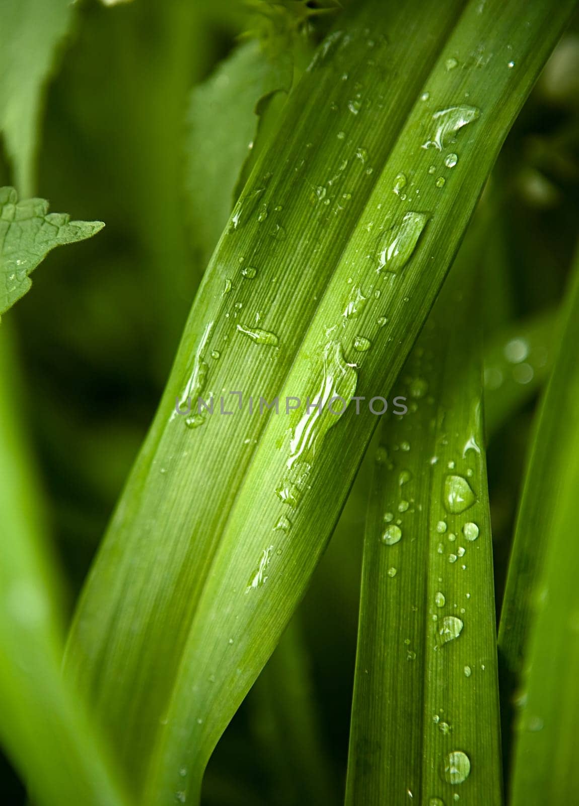 Morning dew flows down on green leaves