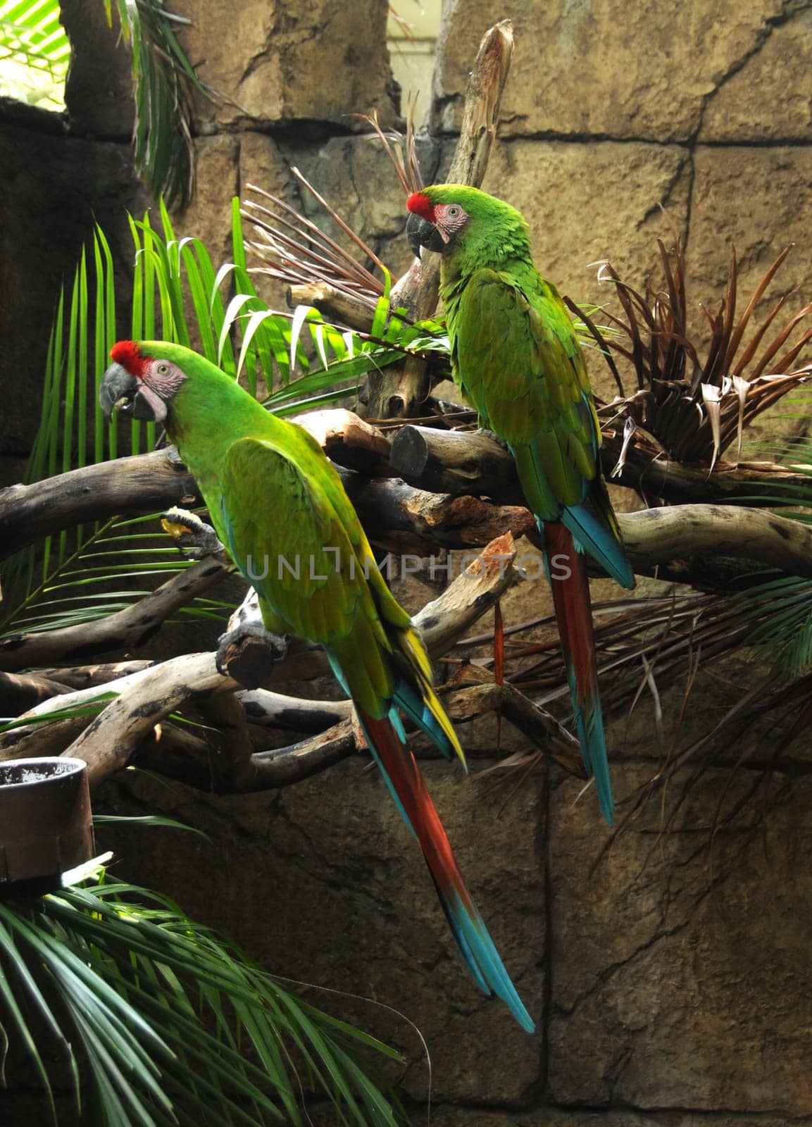 Two exotic Amazon parrots in captivity