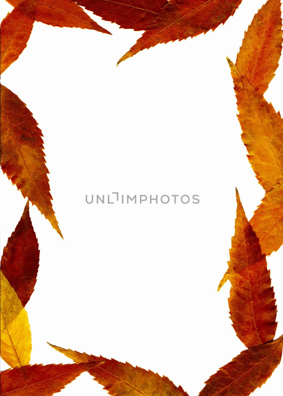 Autumnal framework with the orange and red leaves.