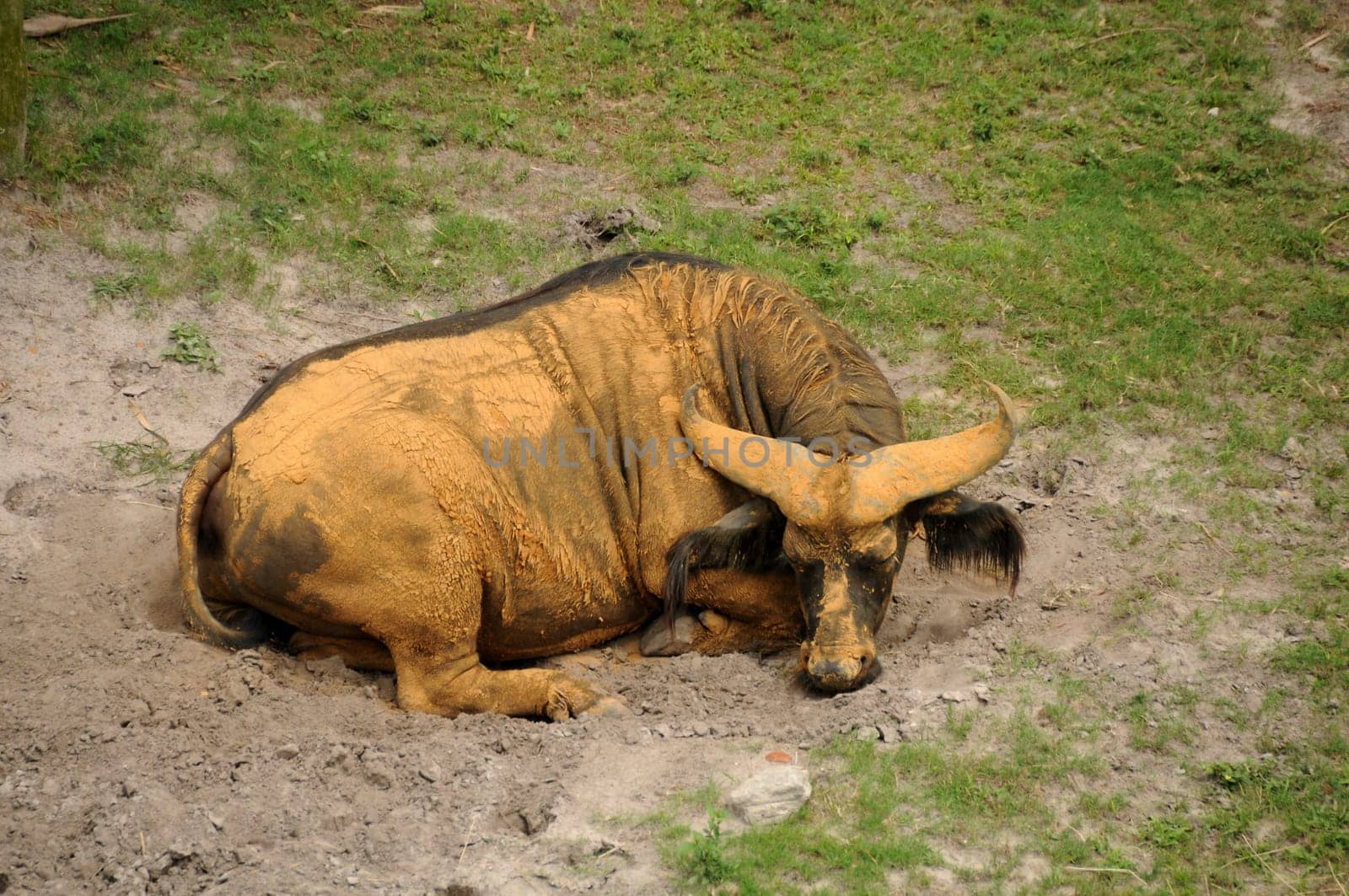 Big African wildebeest covered in mud