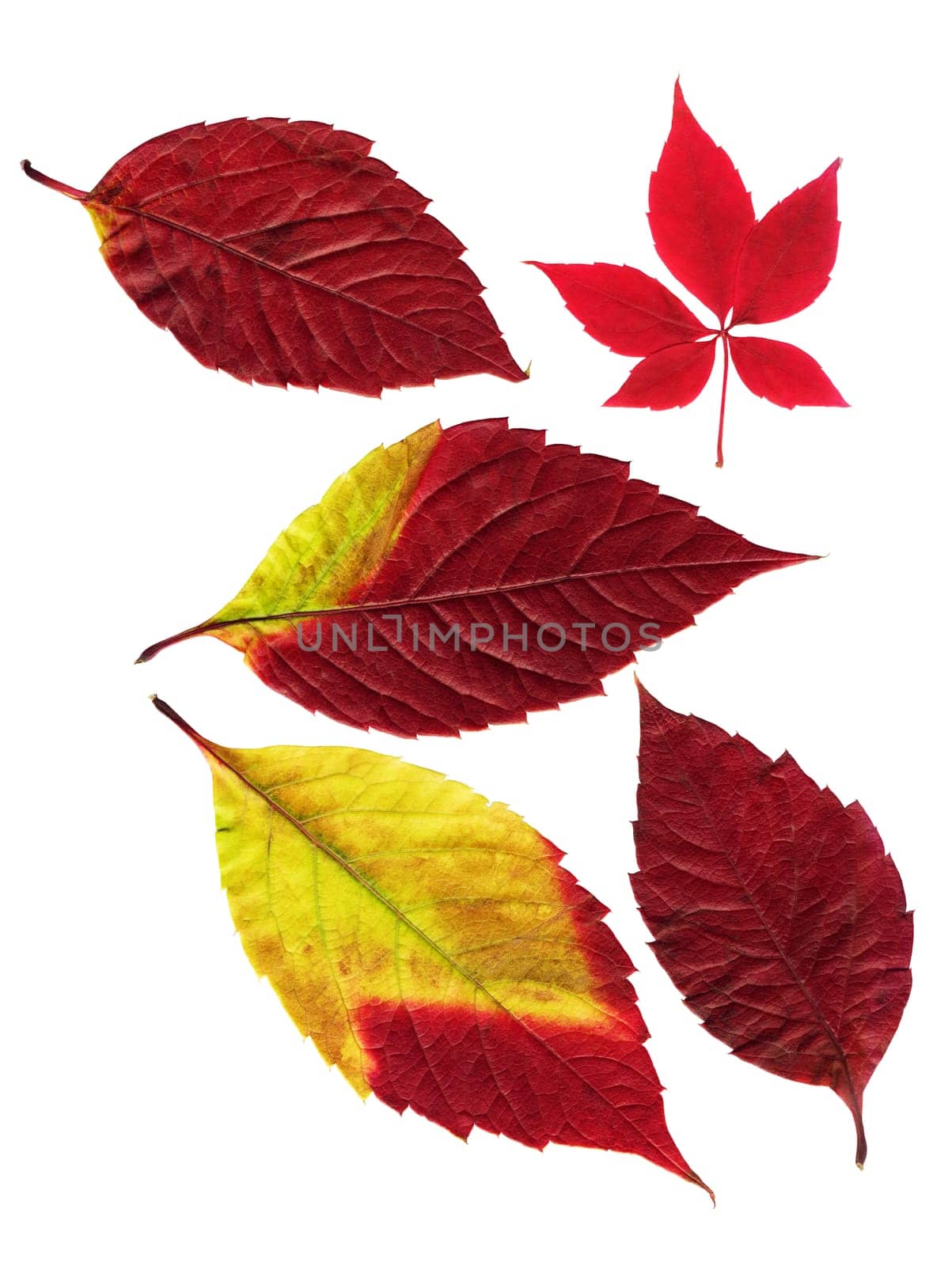 Autumn leaves on a white background