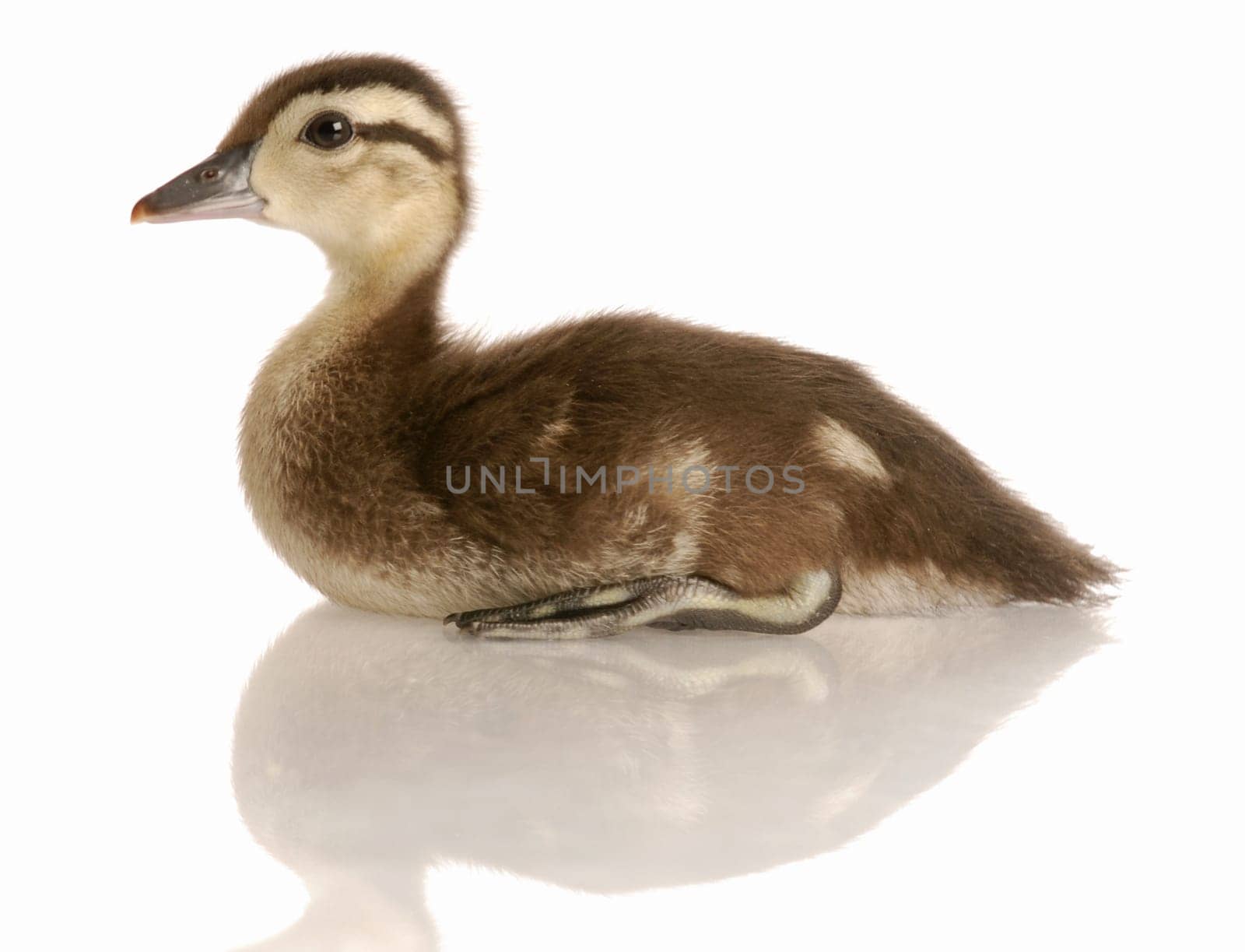 baby mallard duck sitting isolated on white background