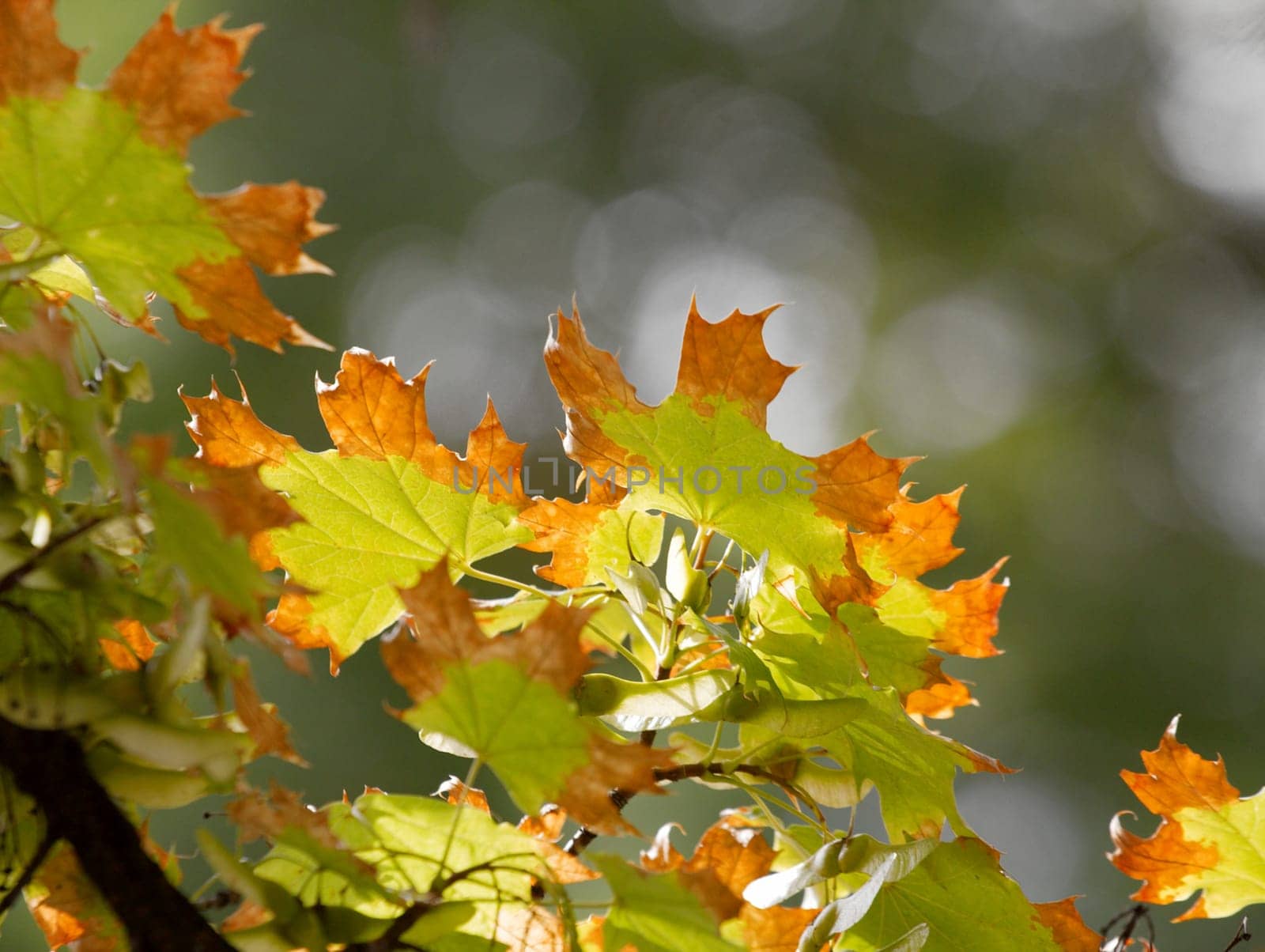Closeup of autumn leaves on a tree