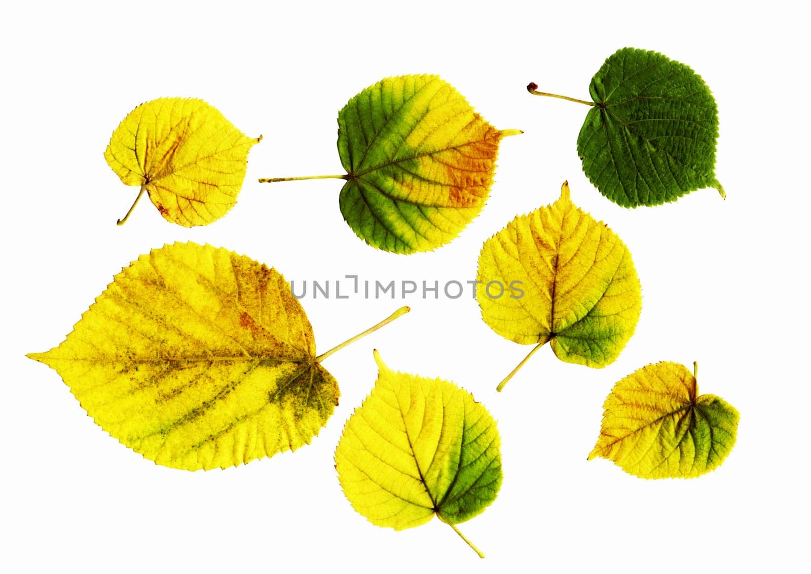 bright leaves