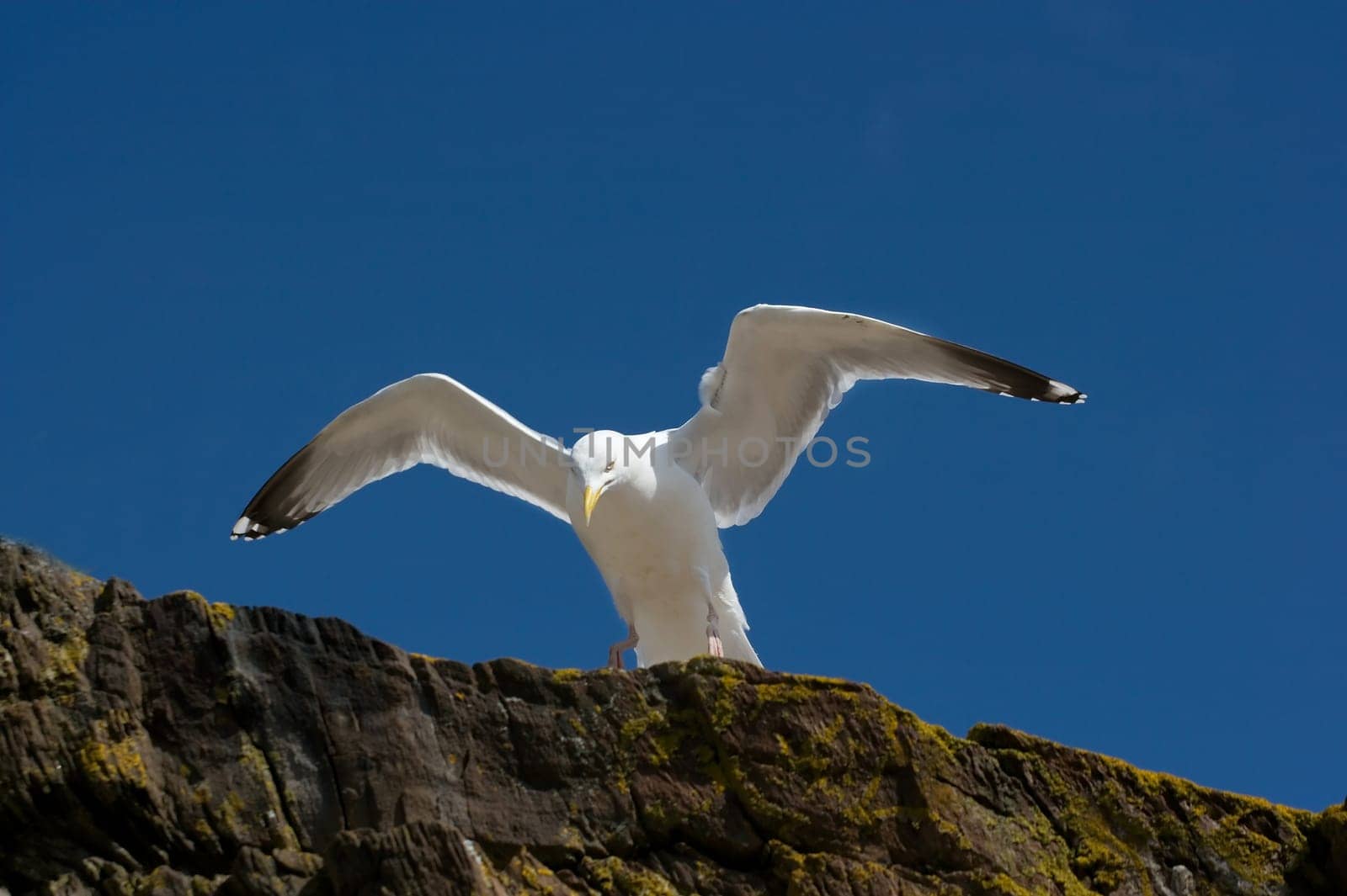 Seagull on a cliff, clear blue sky