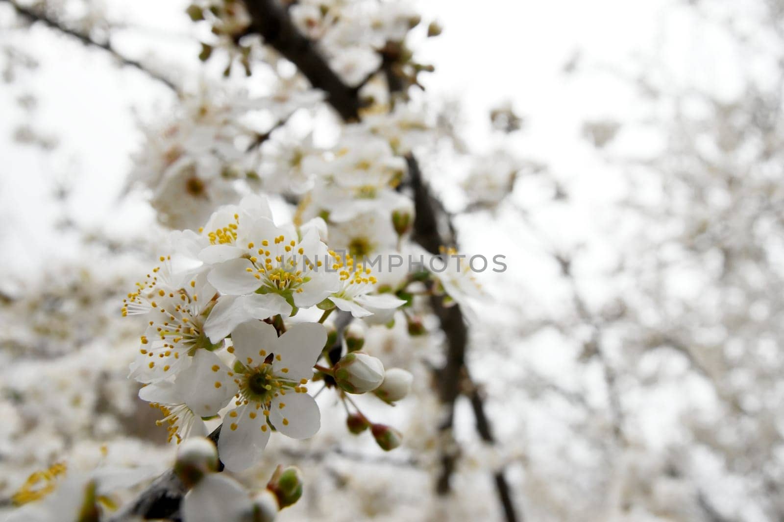White spring flowers on a tree branch
