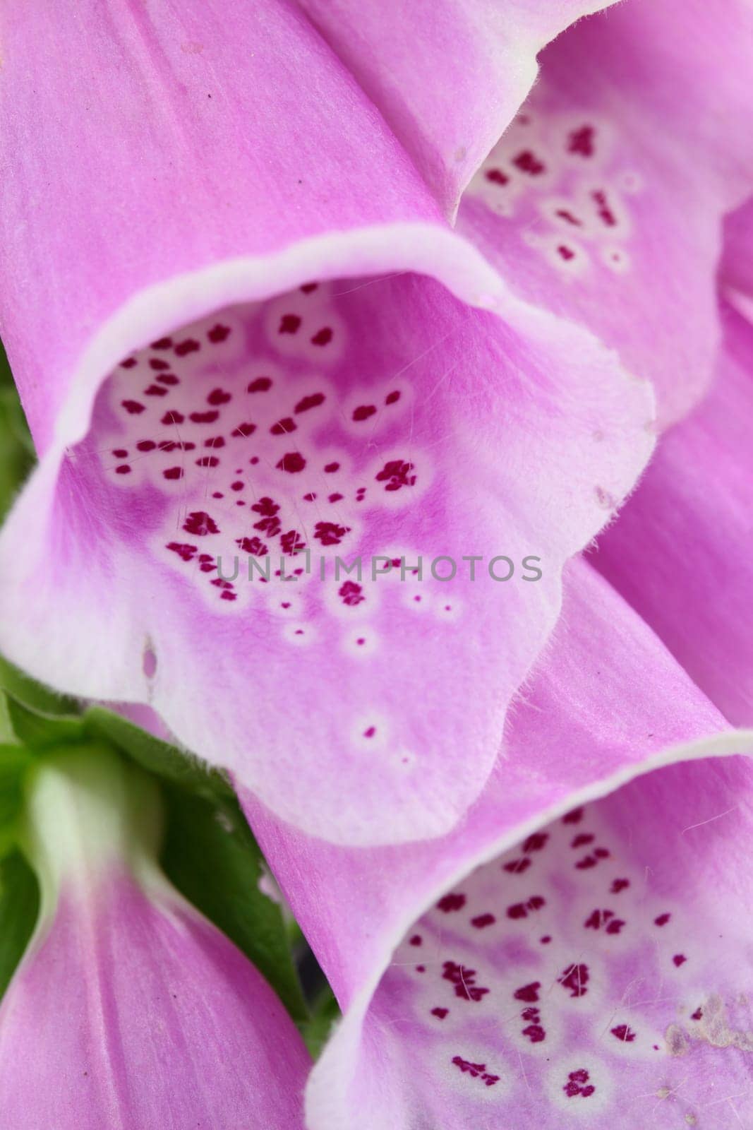 foxglove