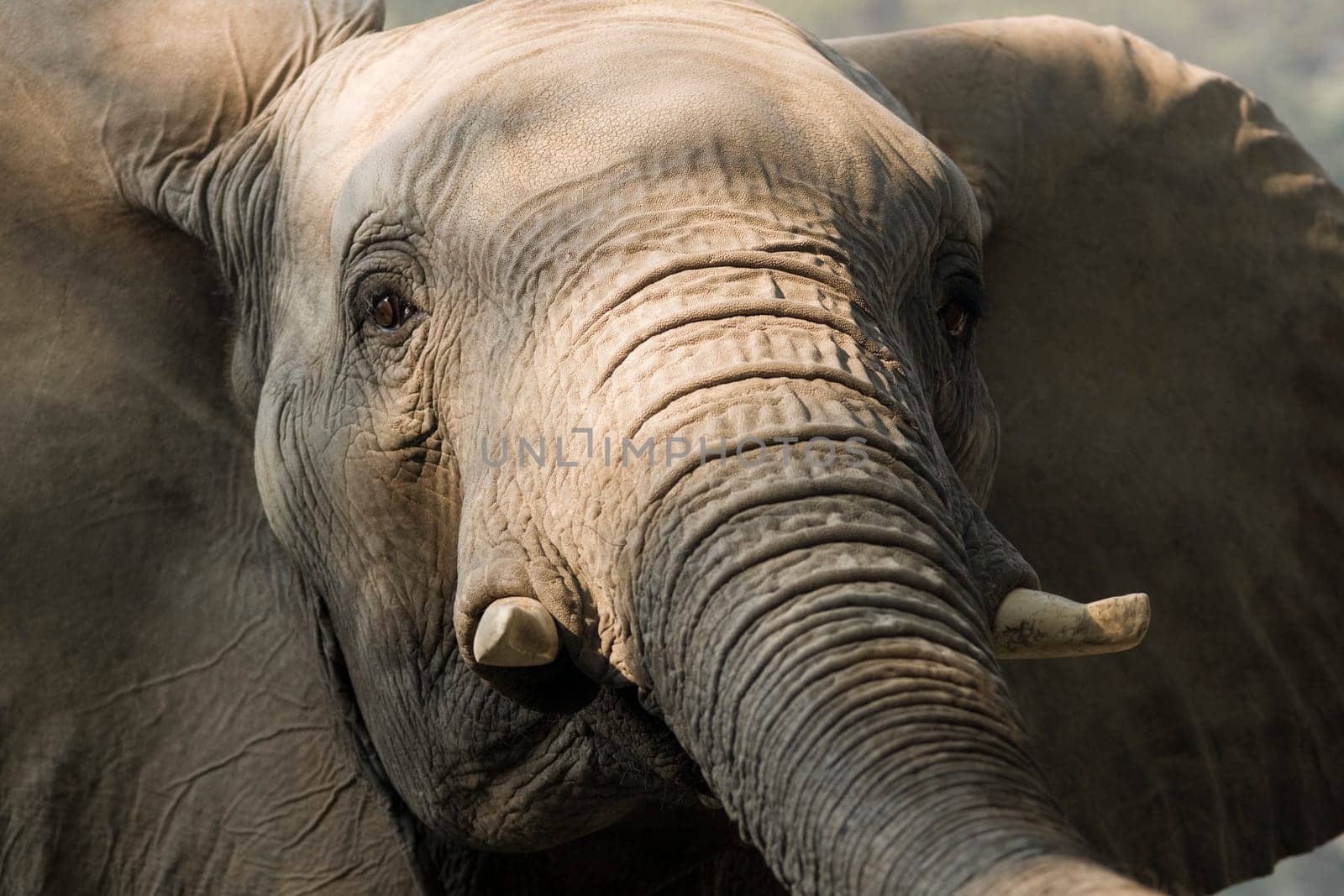 Close up of the head of a male African Elephant