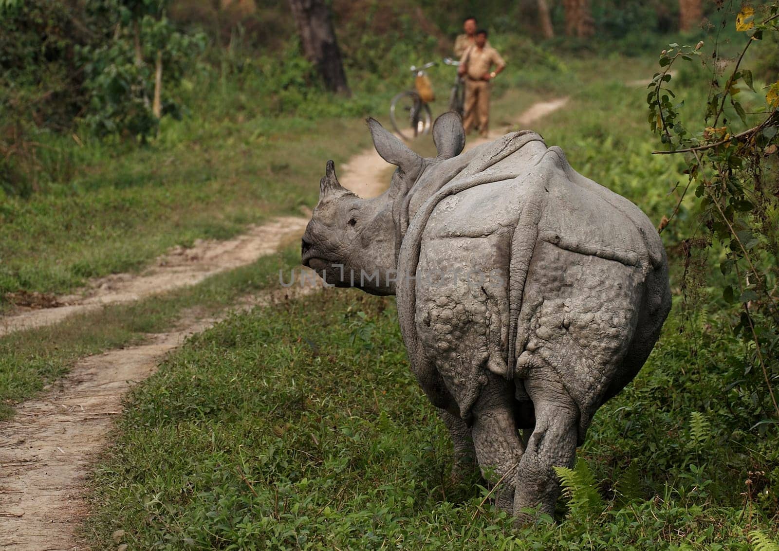 Great Indian One Horned rhinoceros. Kaziranga National Park, Assam, India