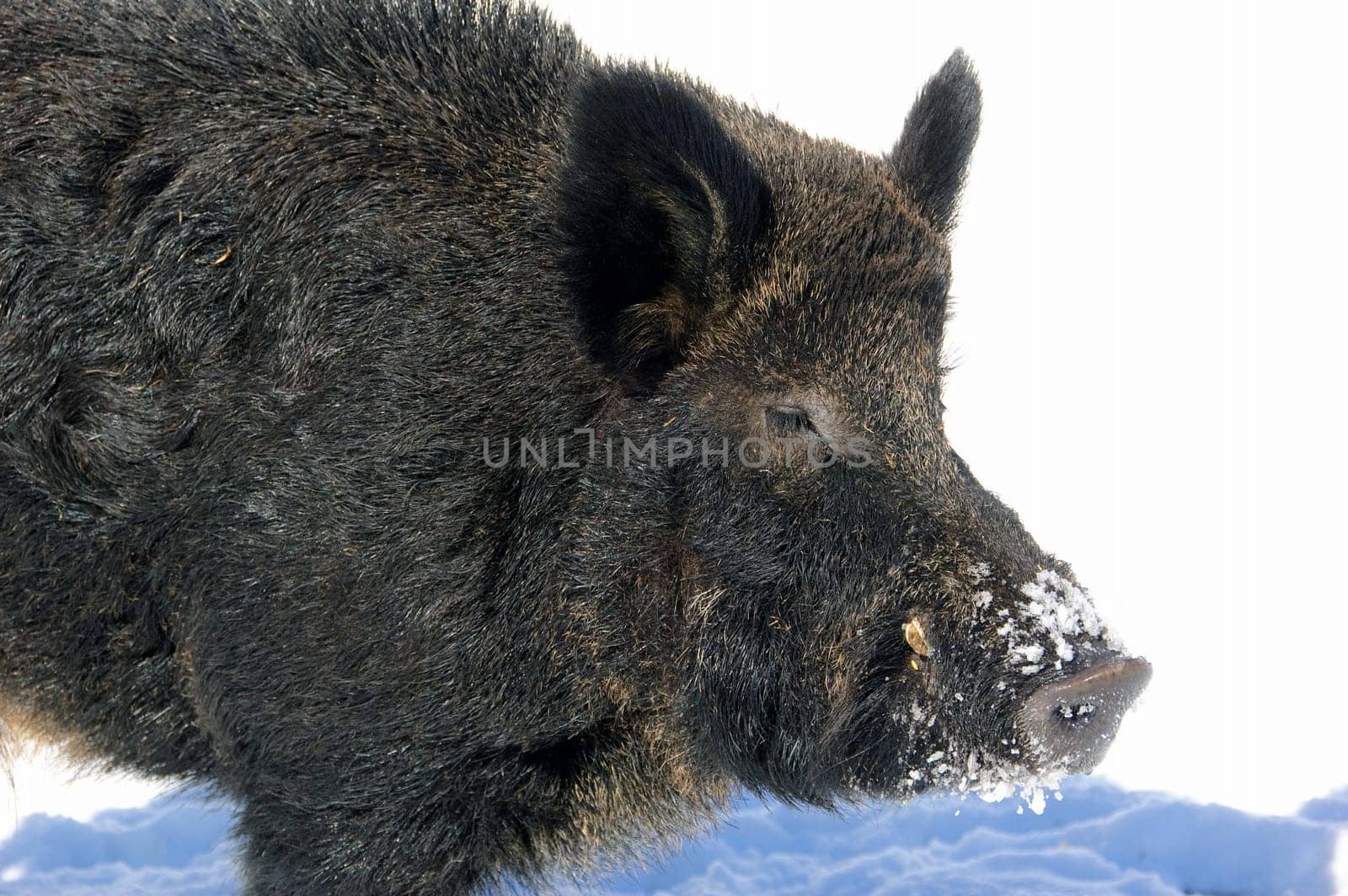 Wild Boar in winter