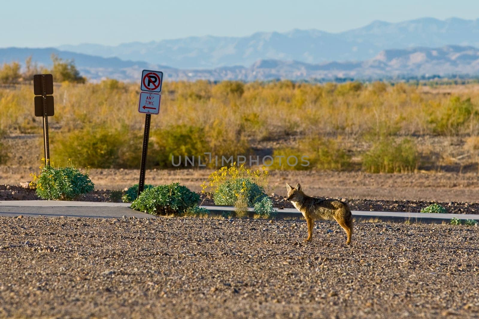 A nervous coyote, in a parking lot, stop and watch because he heard someting.