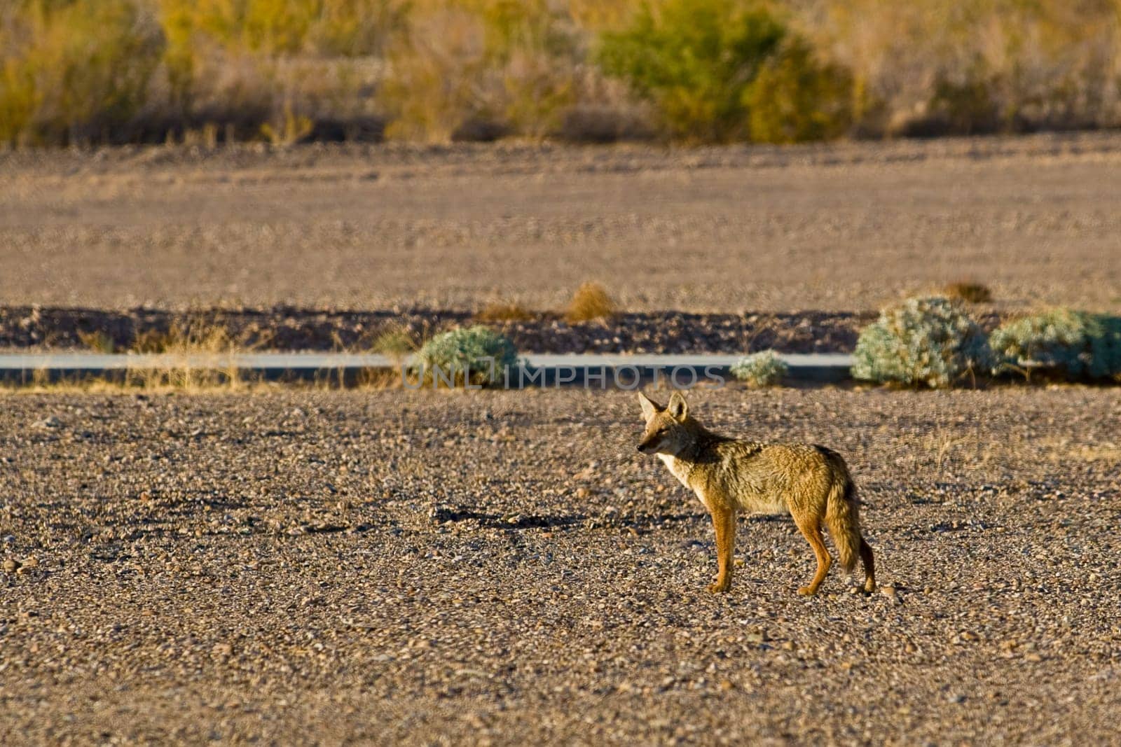 A nervous coyote, in a parking lot, stop and watch because he heard someting.