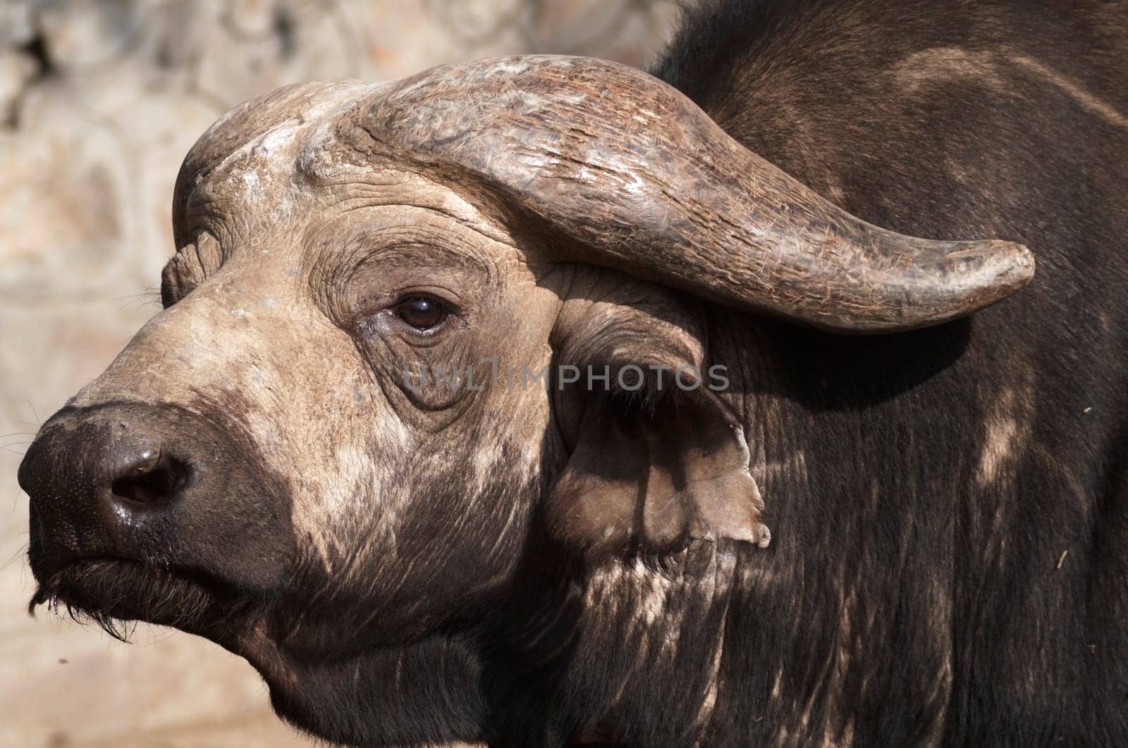 Massive head of a male Cape Buffalo
