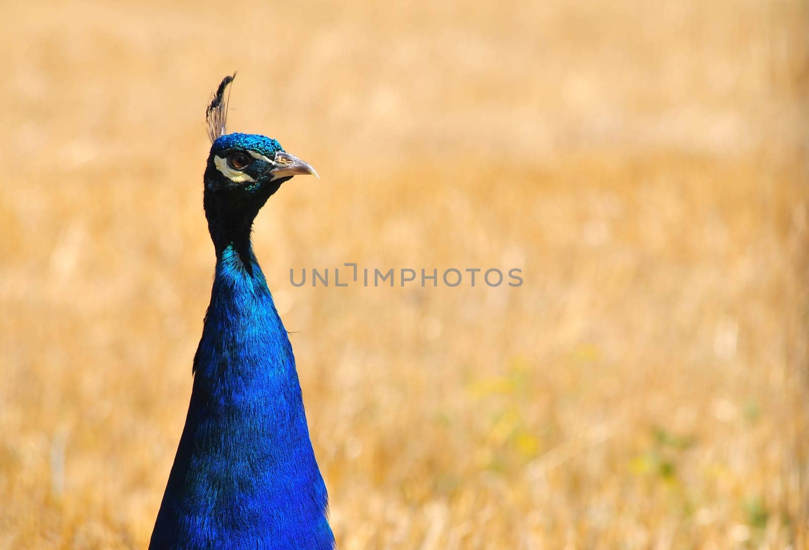 currios peacock