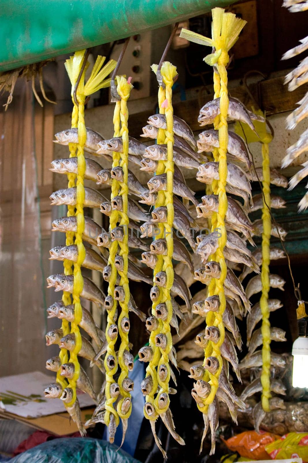 Dried fish are attached by a yellow rope. And they realy look crared.