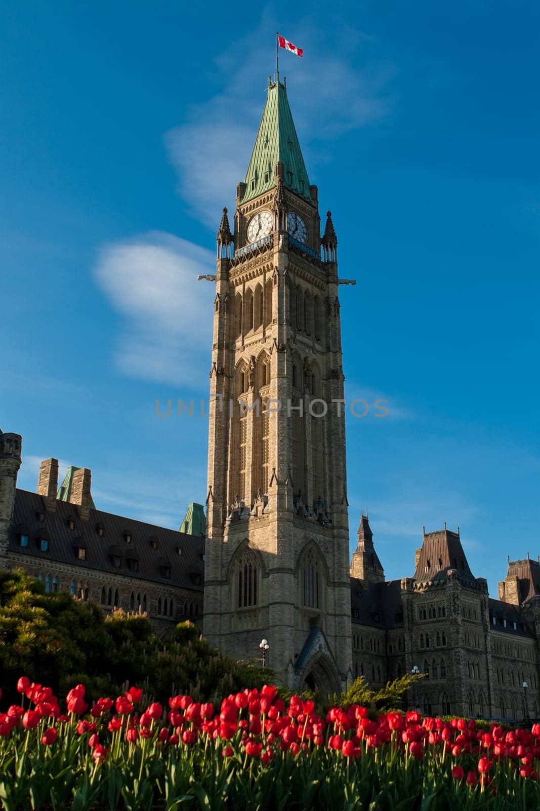 Tulip festival at the Canadian Parliamant in Ottawa