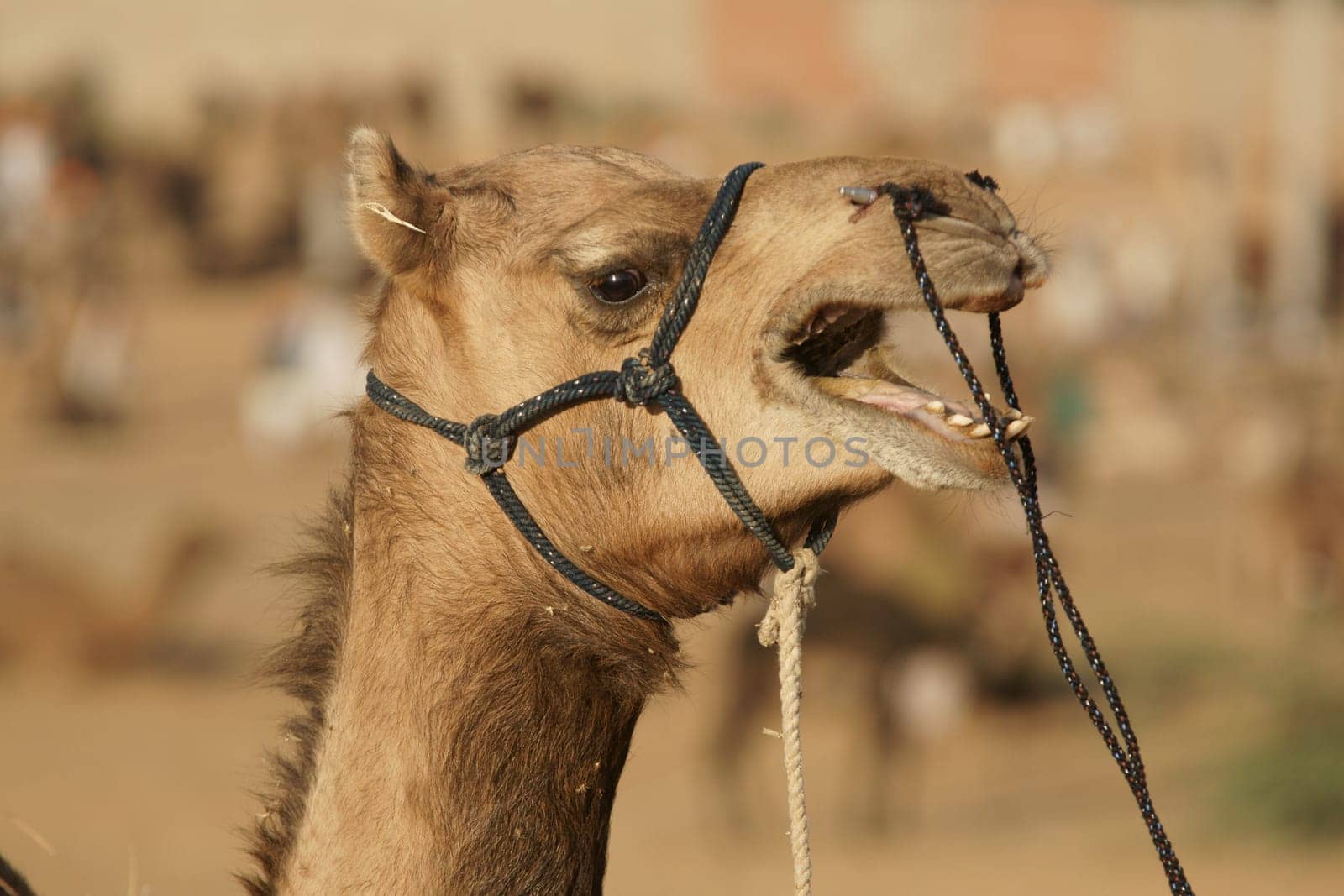 Vocal camel at the annual Pushkar fair in Rajasthan, India