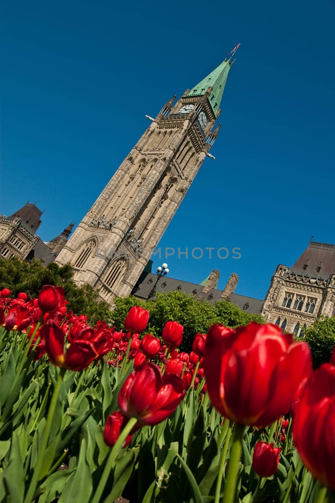 Tulip festival at the Canadian Parliamant in Ottawa