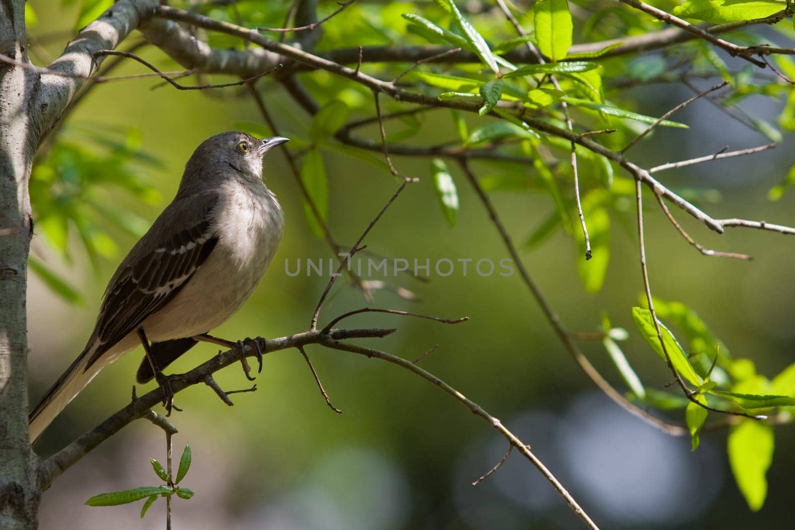 A beautiful bird perched on a branch enjoys the summer heat.