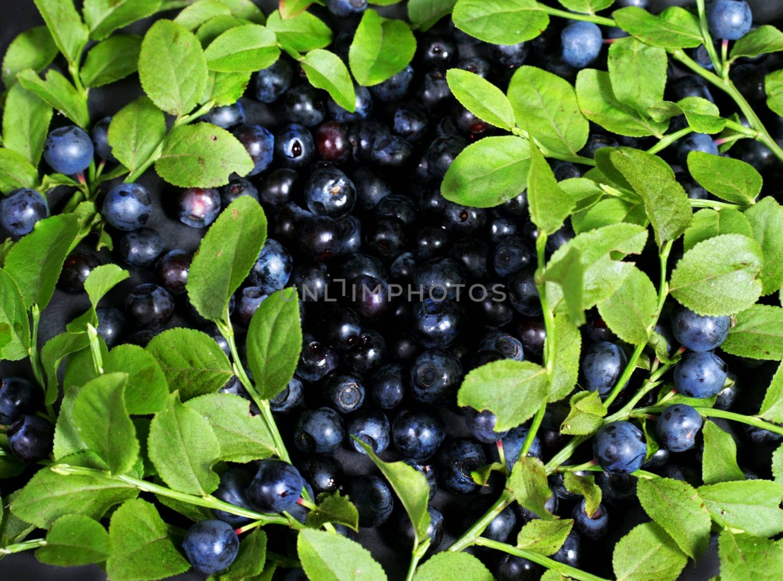 beautiful blue bilberries