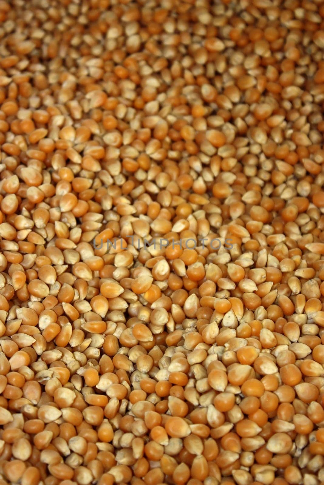 Corn background