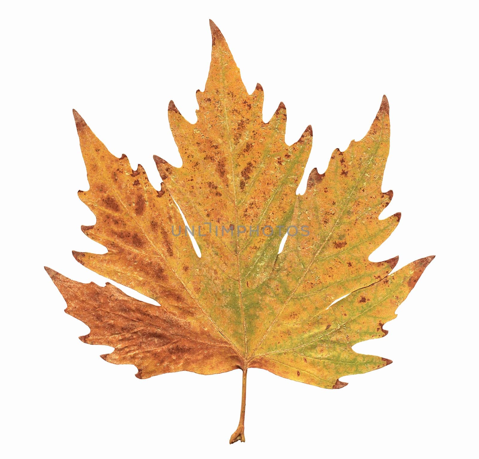 Plane Tree Leaf