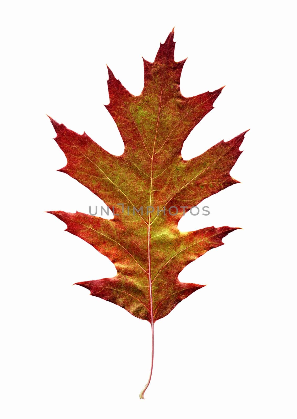 red leaf on white background